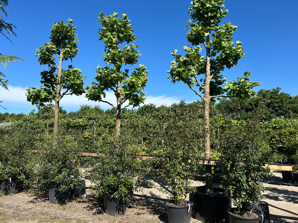 Knoldeklippet platan med en robust, ret stamme og en tæt, formet krone af store, grønne blade, der dækker de knortede grene.