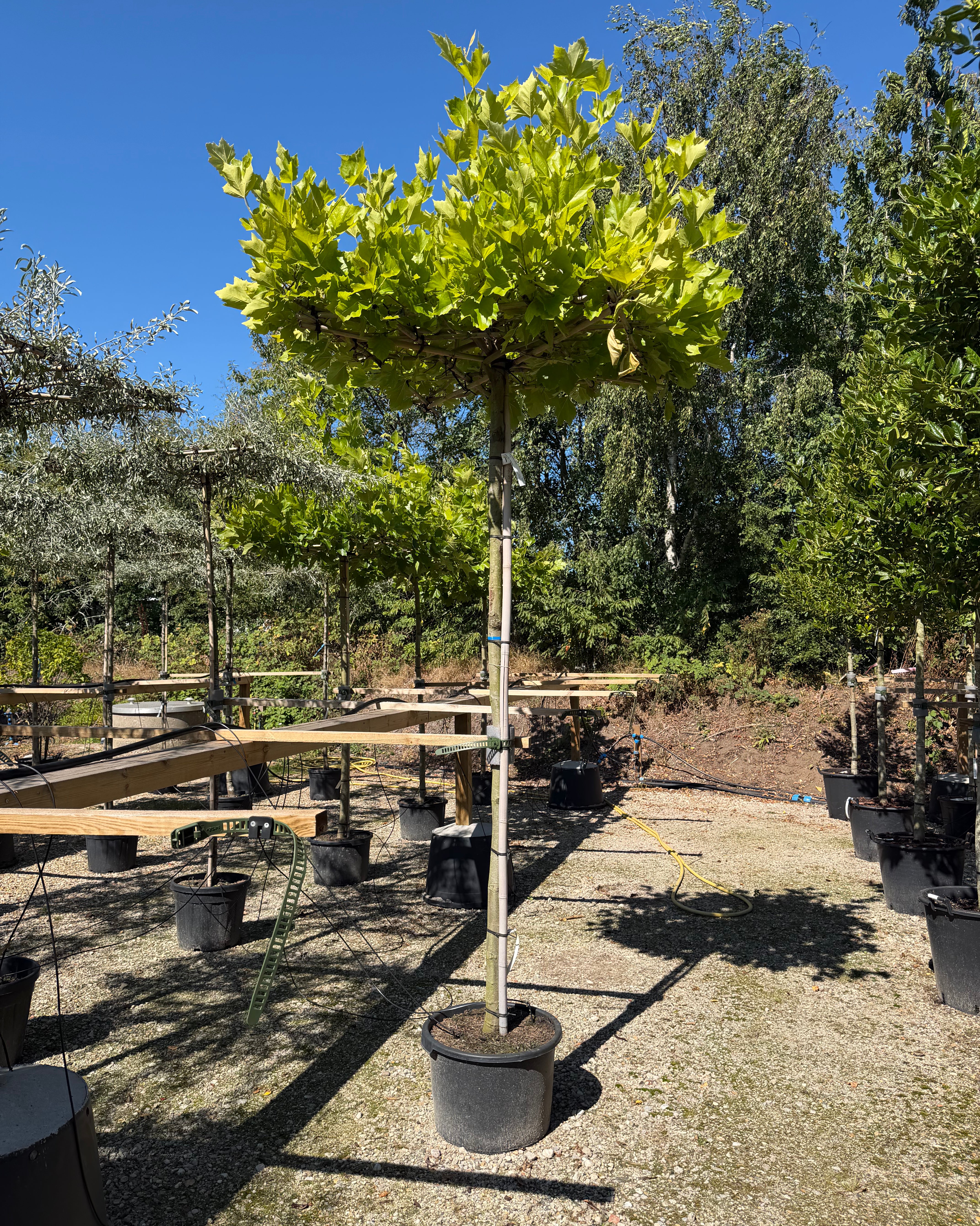 Tagklippet Platanus hispanica platan med vandret formklippet krone og store, grønne ahornagtige blade på et fladt bambusstativ.
