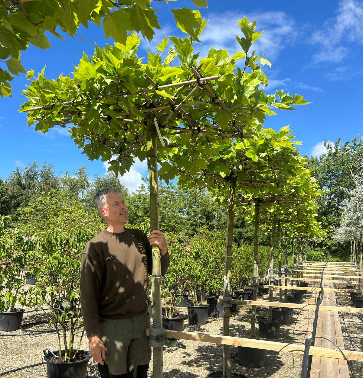 Tagklippet platan, Platanus hispanica, med en flad, vandret krone af store, fligede grønne blade og spættet bark.