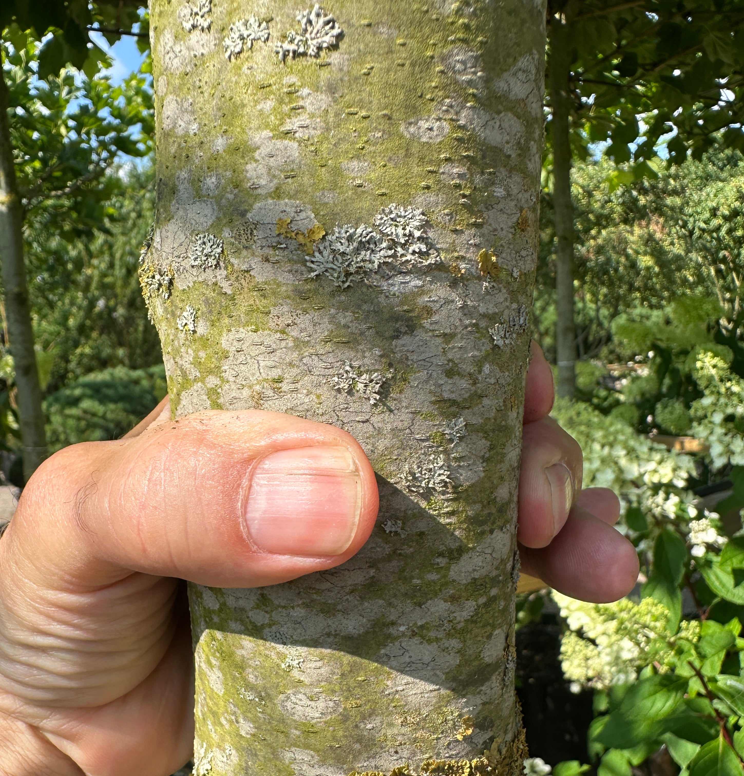 Afskallende, flerfarvede bark på stammen af en Platanus hispanica.