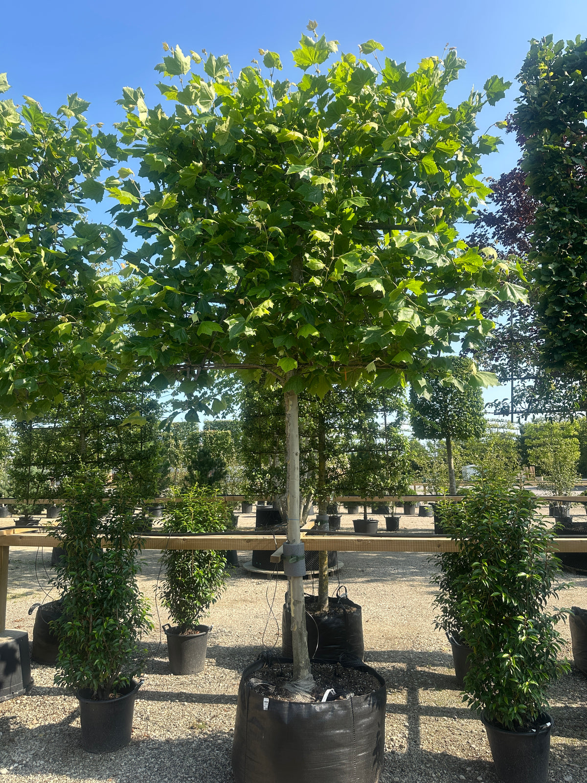 Svævende hæk af platanen Platanus hispanica 'Malburg' med store, tætte grønne blade på et fladt spalie.