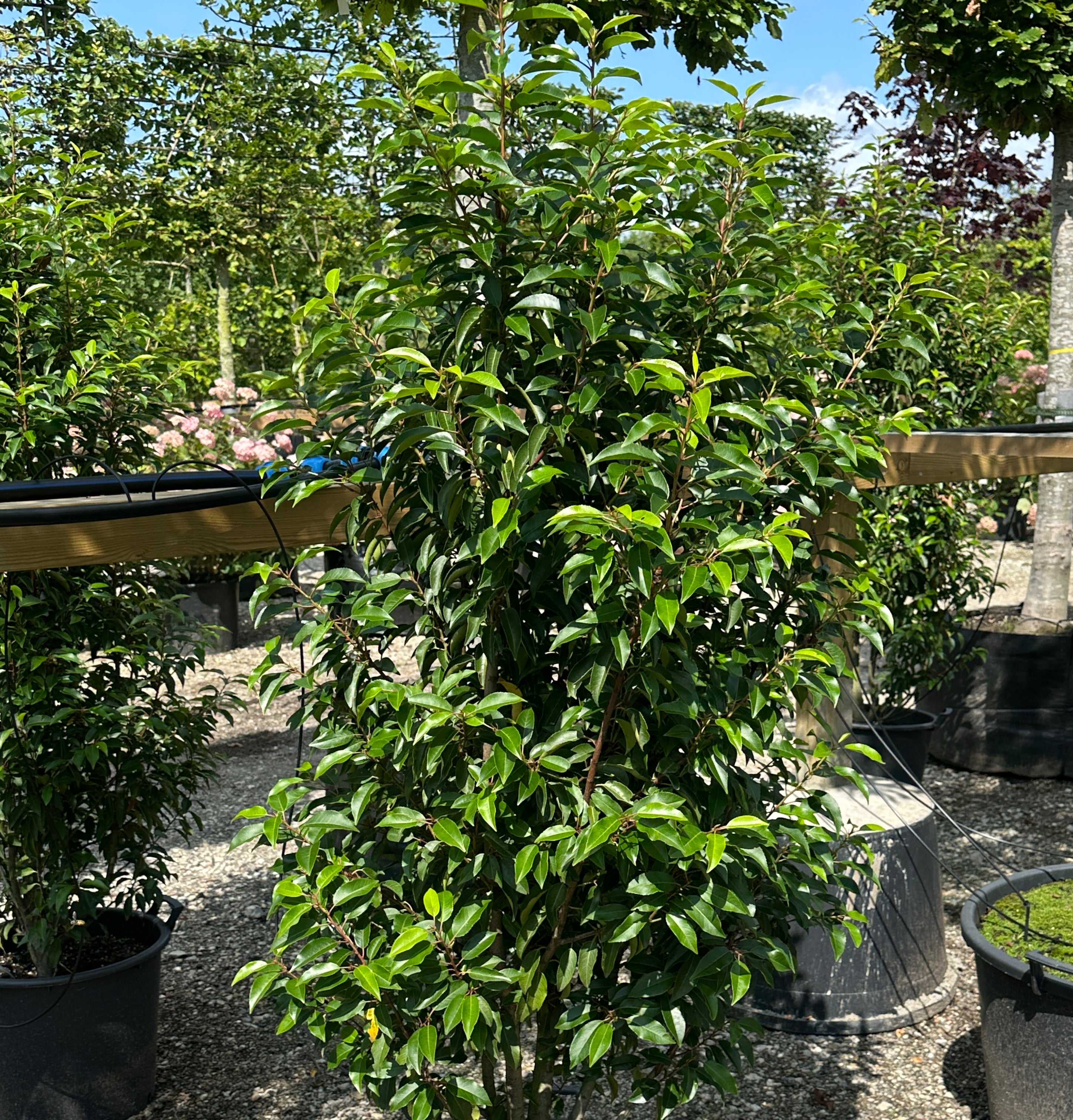 Søjleformet Portugisisk laurbær, som kan bruges både som hæk eller buske i haven, den er stedsegrøn.