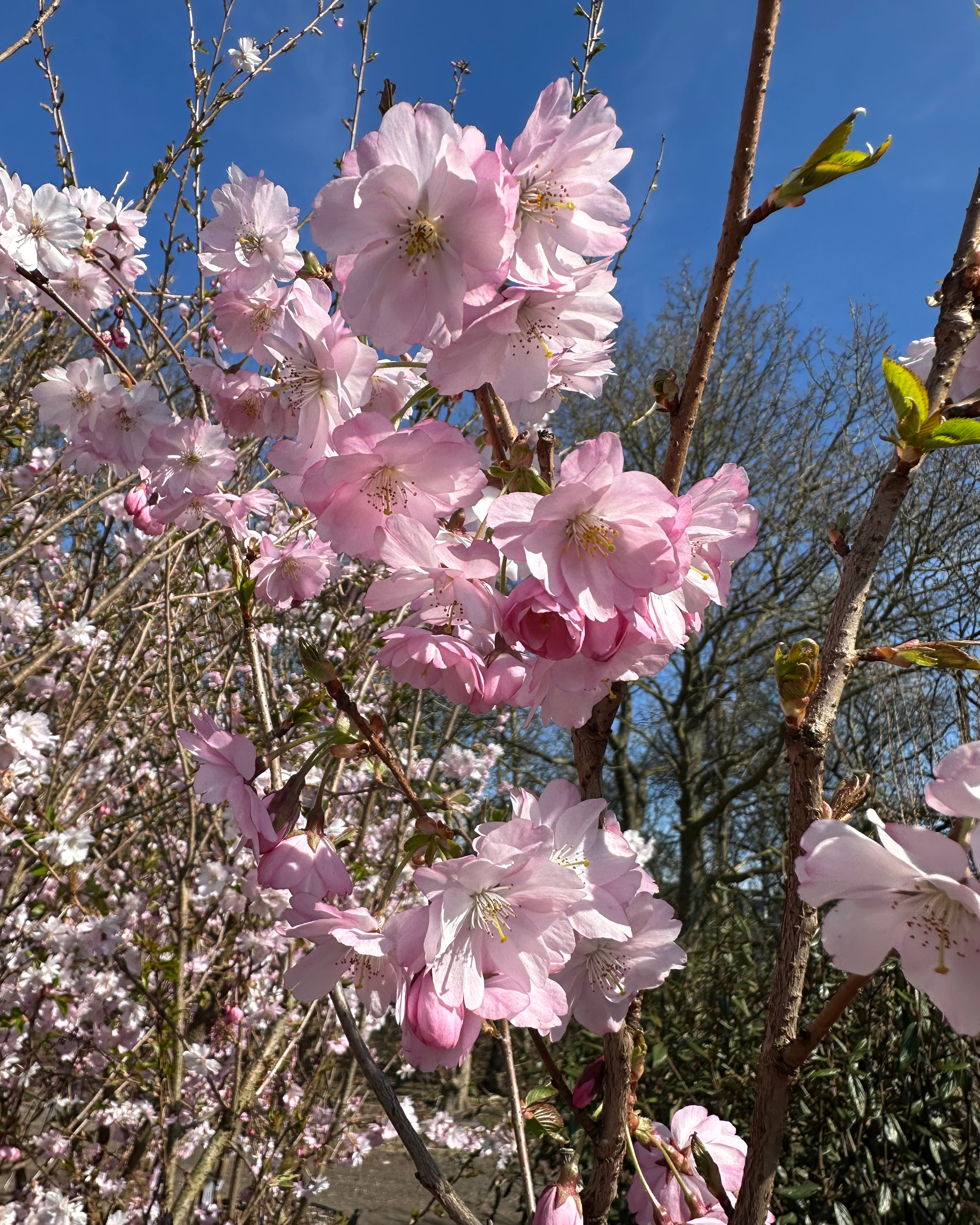 Sart lyserød forårsblomst på et Prunus Accolade kirsebærtræ.