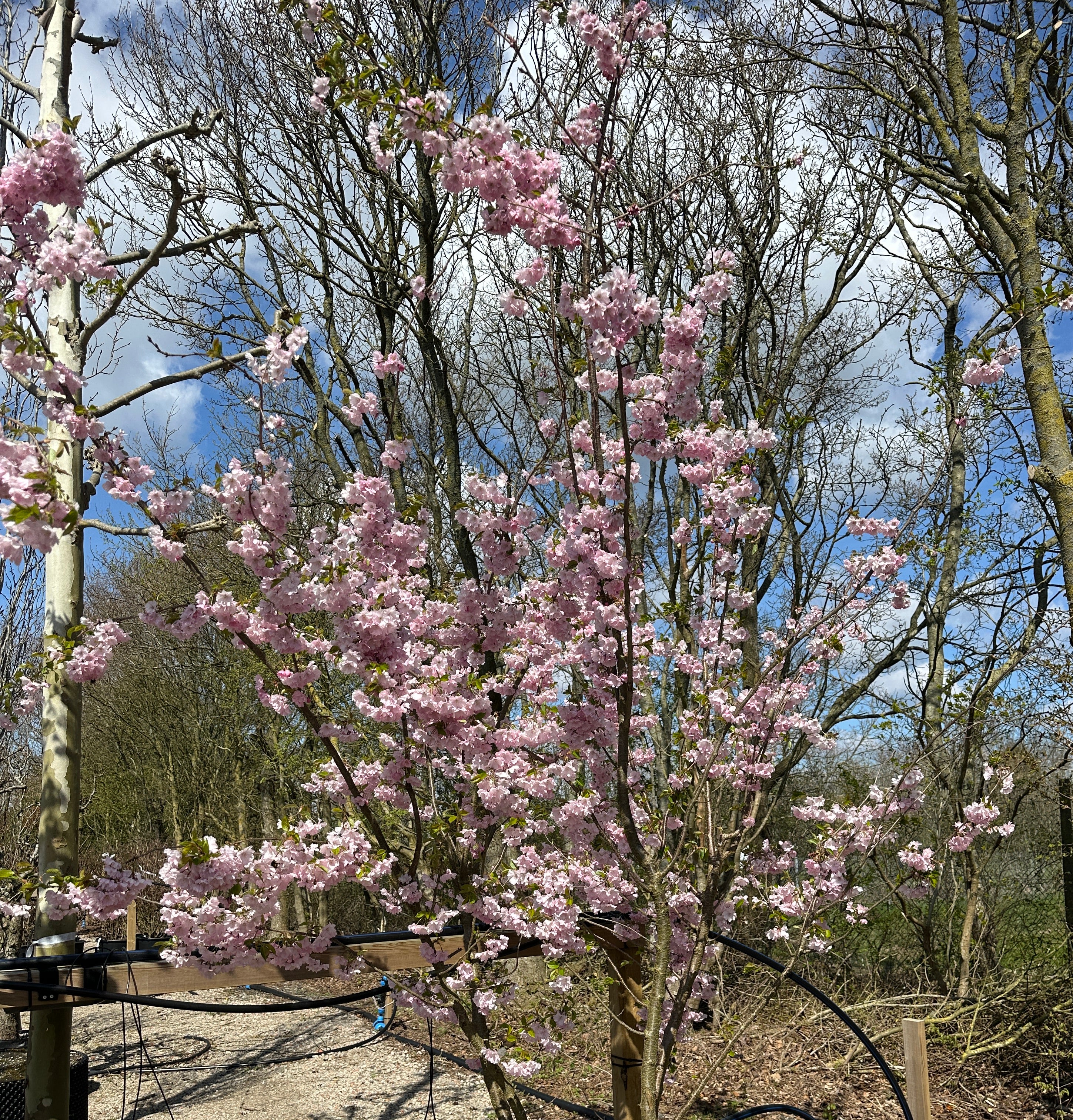 Prunus Accolade japansk kirsebærtræ i fuld, lyserød forårsblomstring.