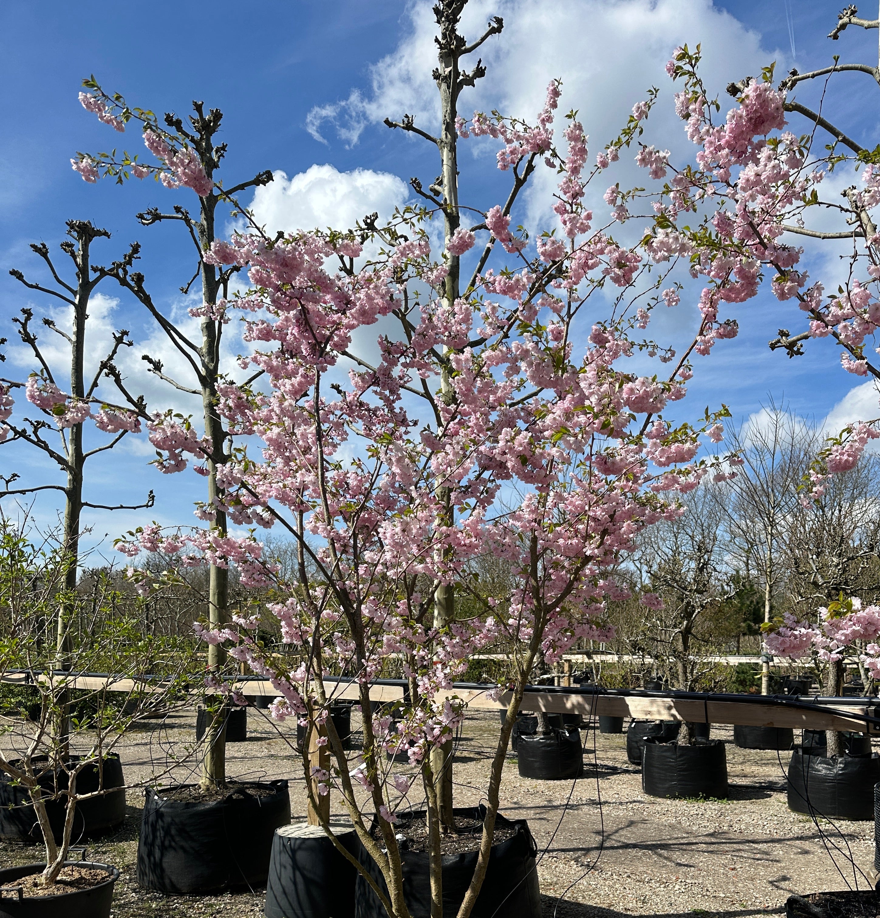 Prunus Accolade japansk kirsebærtræ i fuld, lyserød forårsblomstring.