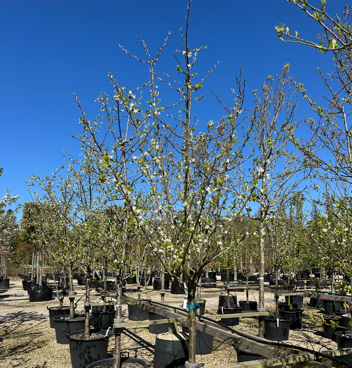 Halvstammet kirsebærtræ, Prunus avium Kordia, med en bred og harmonisk krone i tidlig blomst.