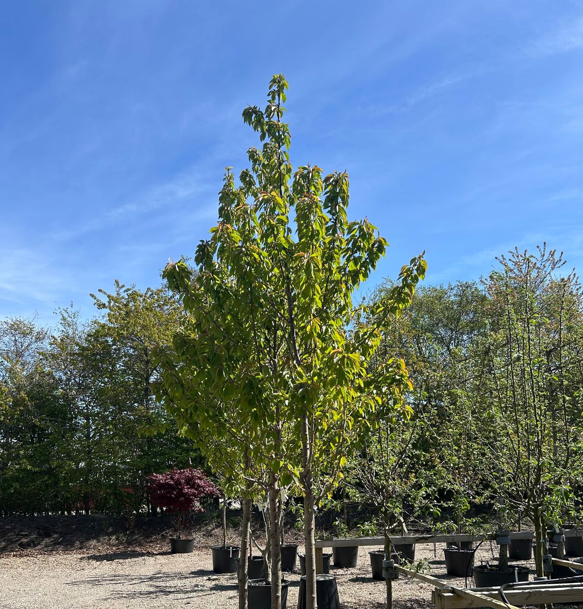 Højstammet Prunus avium 'Mierlose Zwarte' med en flot, rund krone af friske grønne blade.
