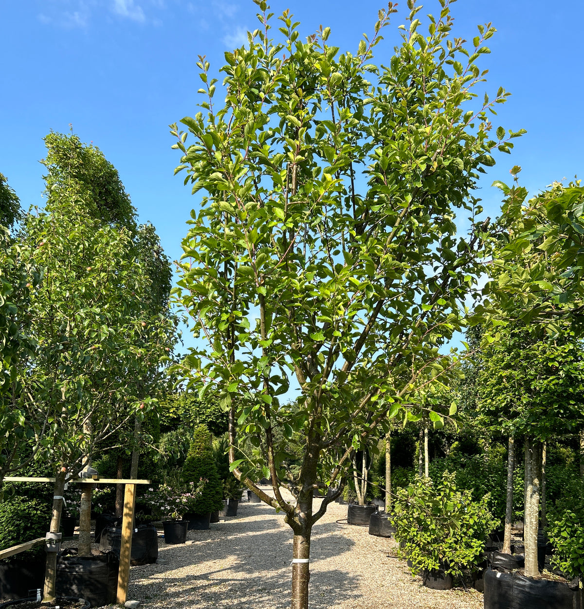 Halvstammet mirabellekirsebærtræ, Prunus domestica Mirabelle de Nancy.