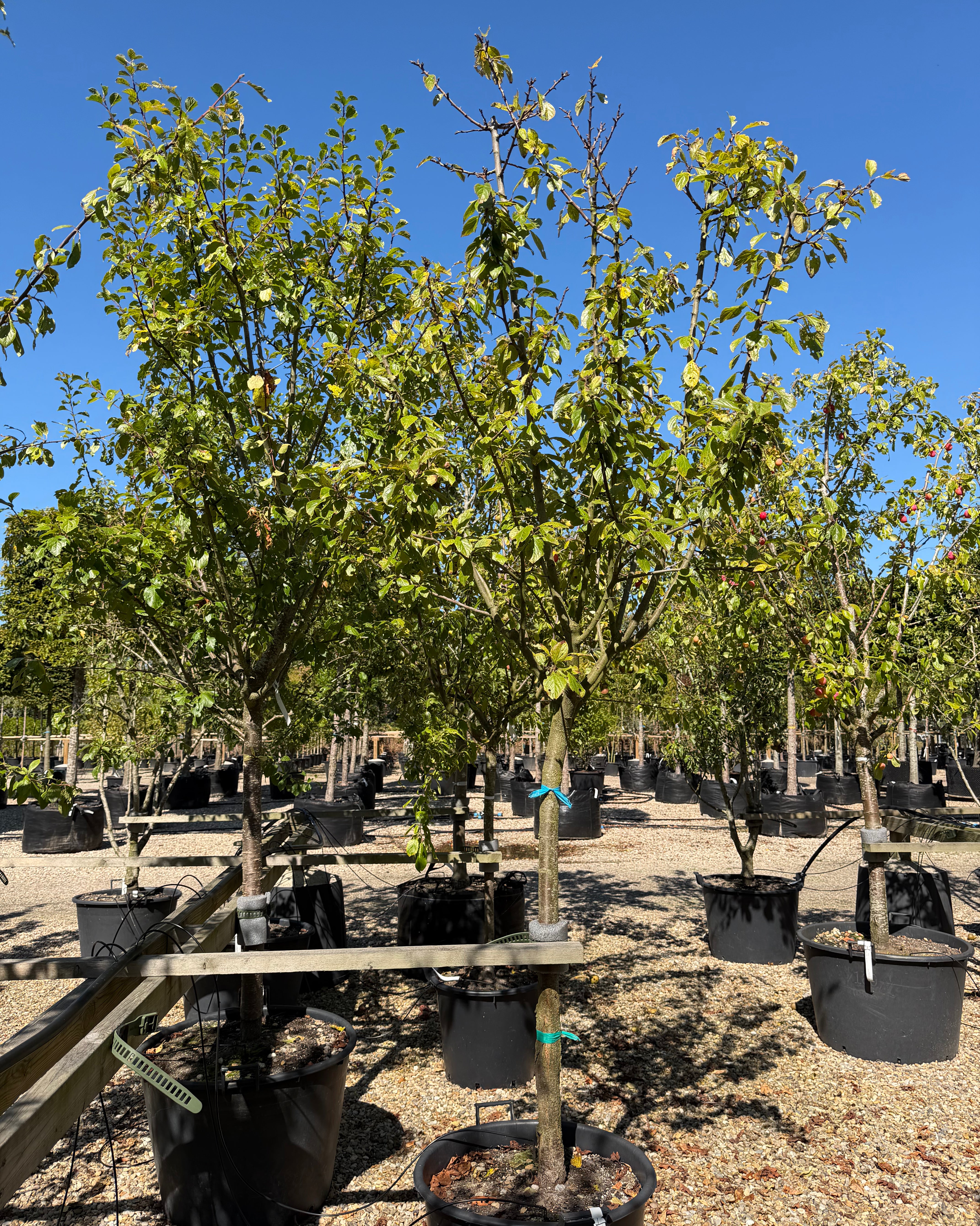 Halvstammet Prunus domestica Oullins Reneklode blommetræ med en velformet, rund krone og mørkegrønt løv.