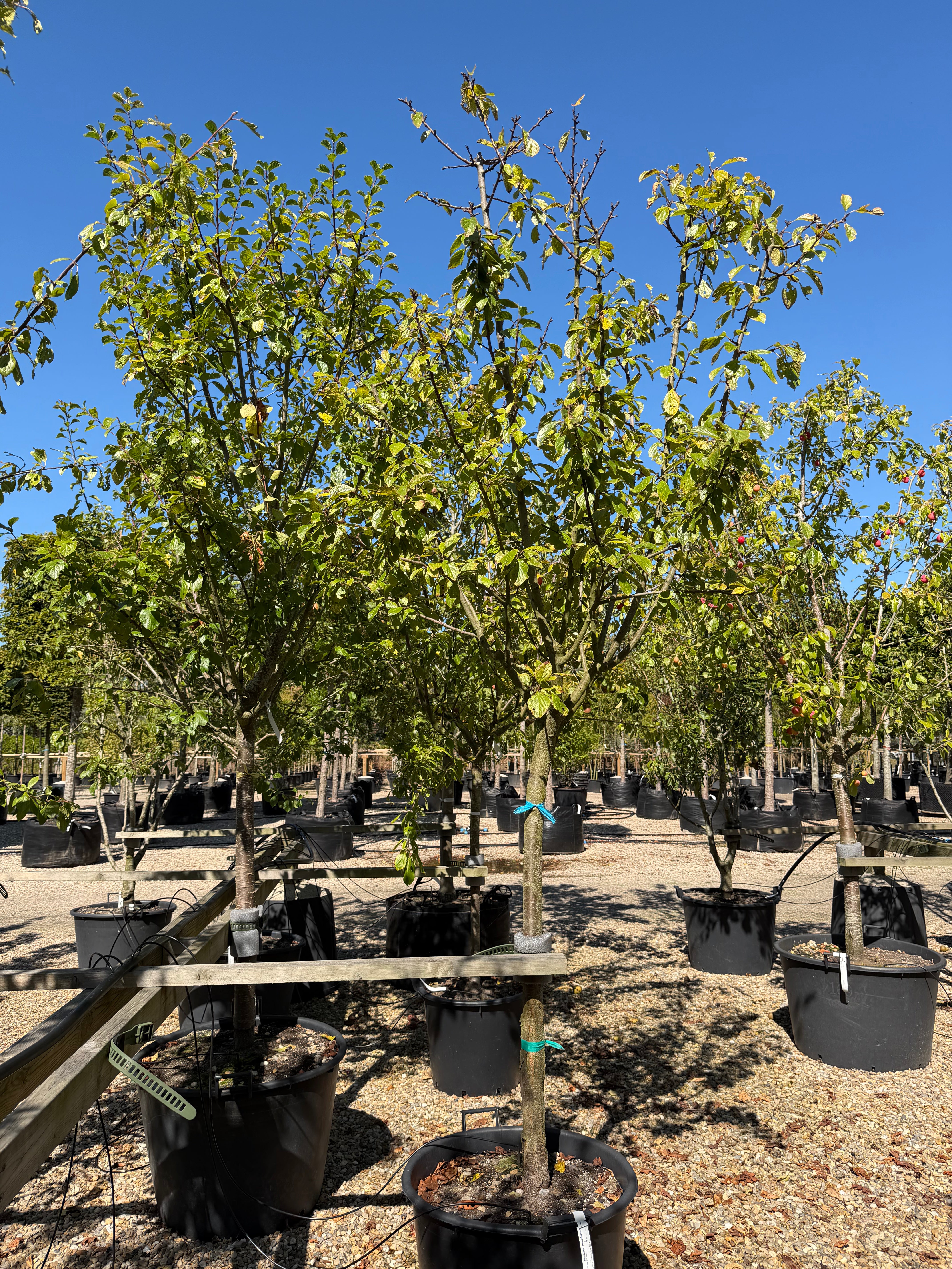 Halvstammet Prunus domestica Oullins Reneklode blommetræ med en velformet, rund krone og mørkegrønt løv.