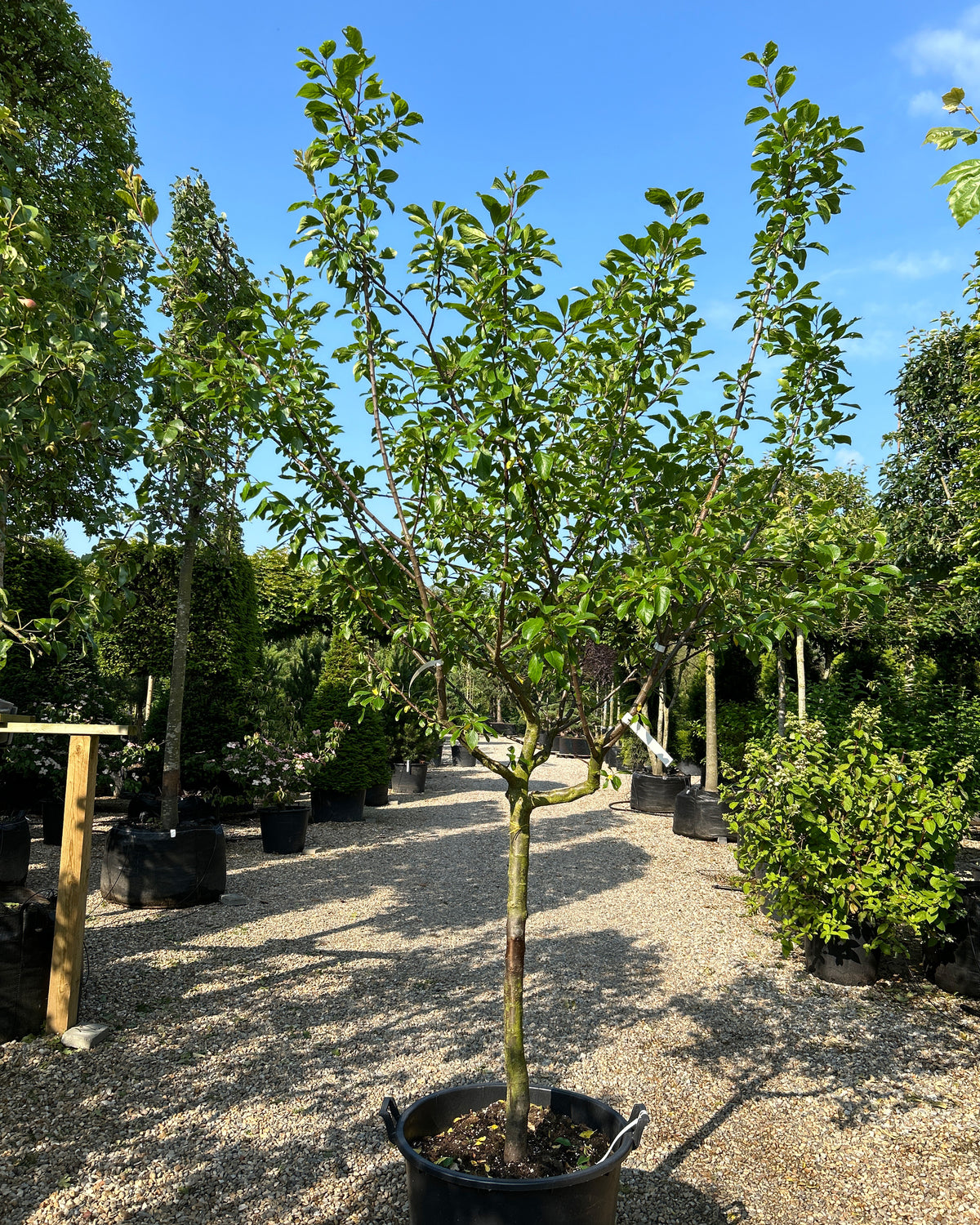 Halvstammet Reine Claude Verte blommetræ i sommerhaven med en glat, bar stamme og en tæt, harmonisk og afrundet krone af sunde, friskt grønne blade.