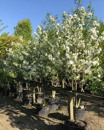 Halvstammet Victoria blommetræ med mørkegrønne blade og flor af hvide blomster.