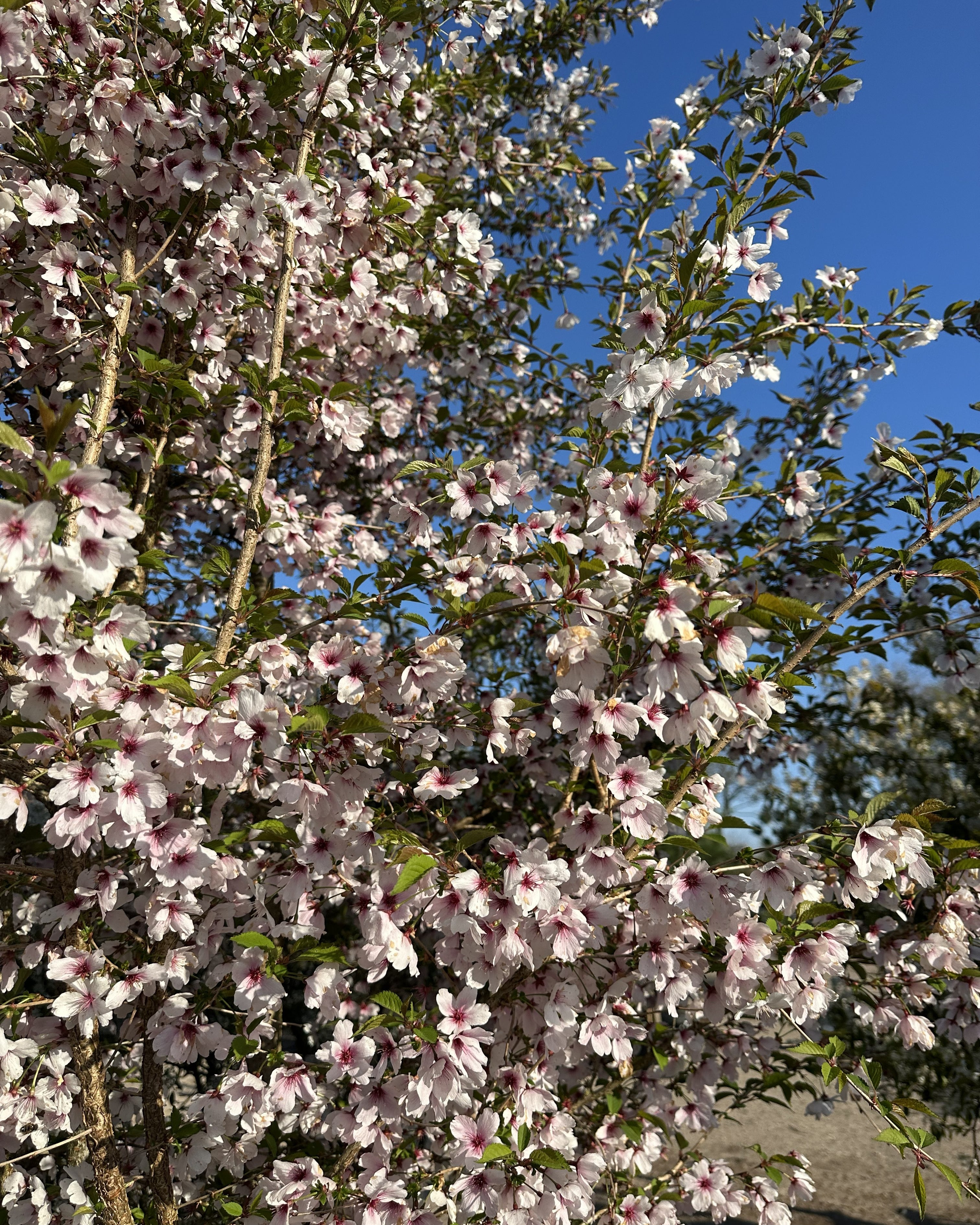 Nærbillede af fine rosa og lyserøde kirsebærblomster.