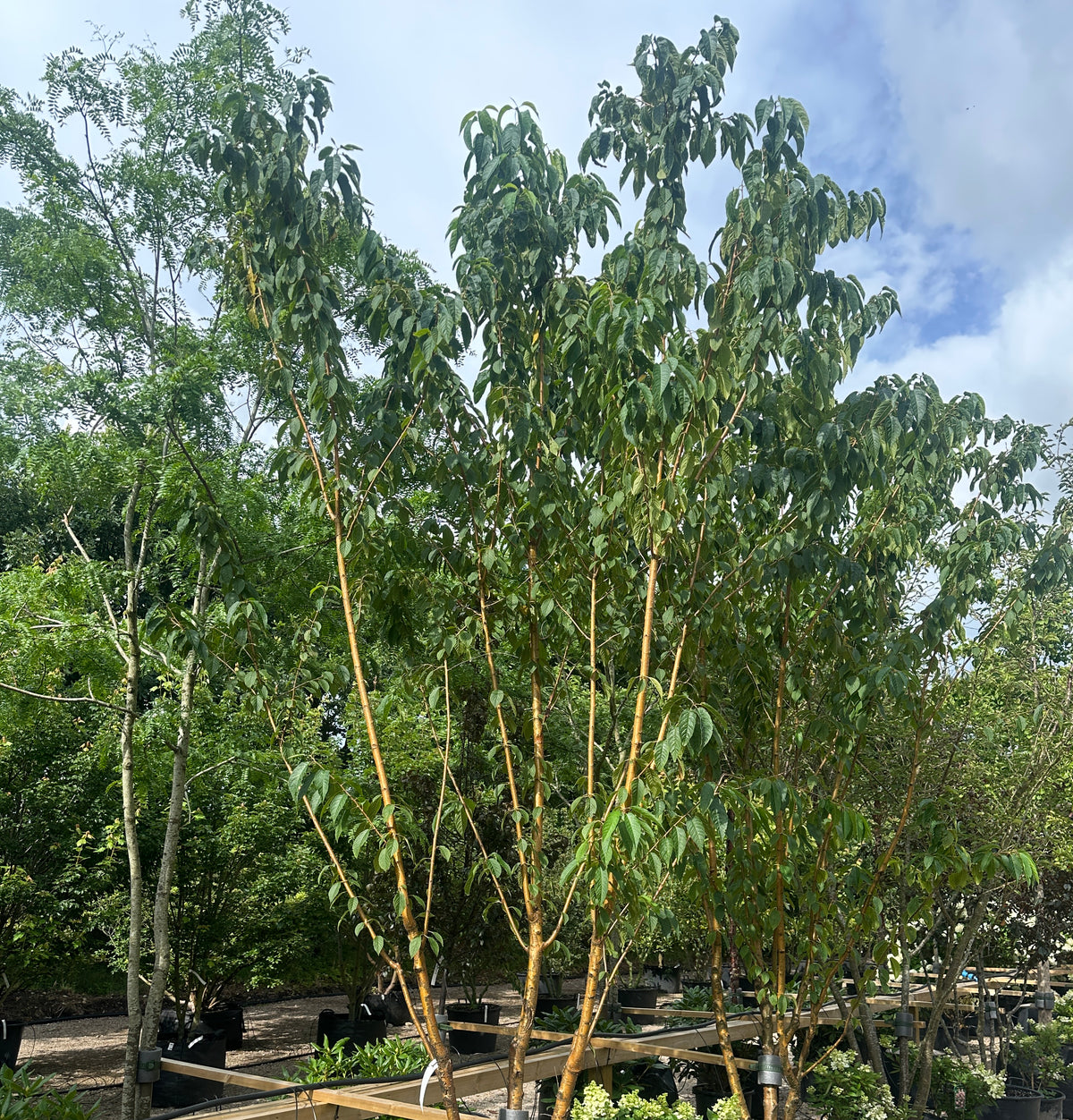 Flerstammet Prunus maackii 'Amber Beauty' i fuld figur med en let, oval krone.