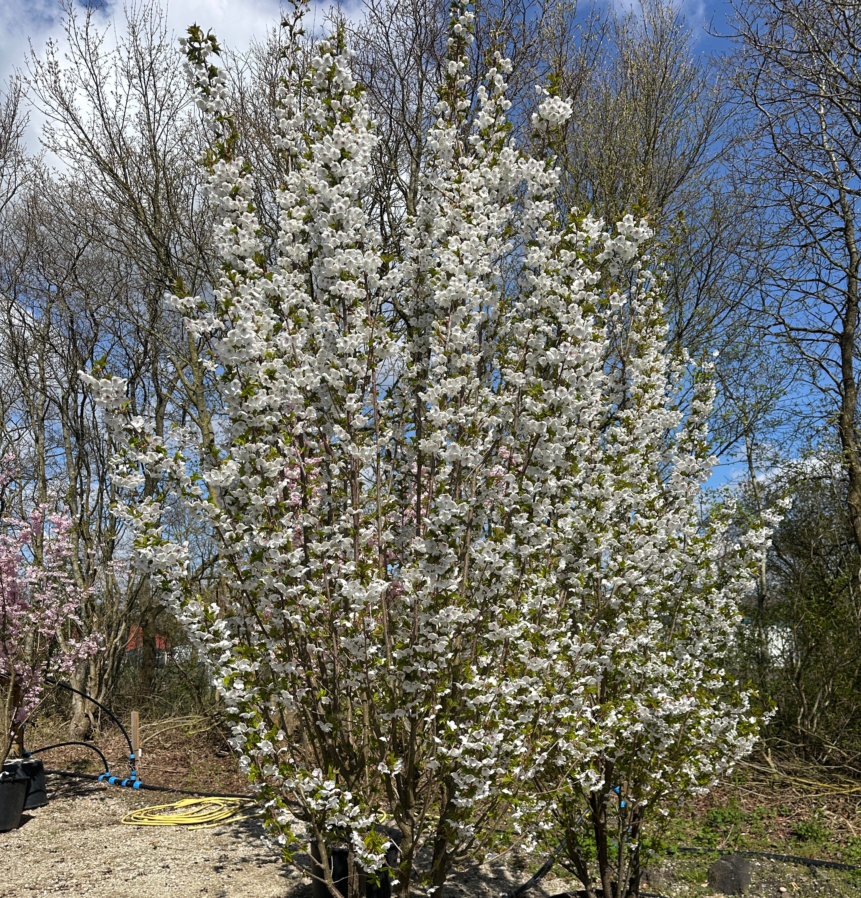 Multistammet Umineko japansk kirsebærtræ dækket af et overdådigt flor af store, snehvide blomster i foråret.