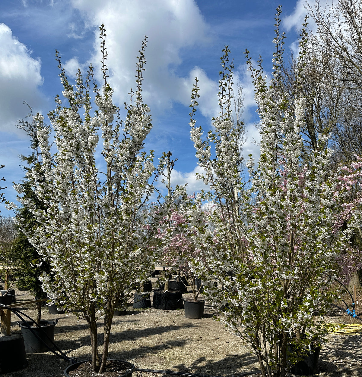 Multistammet Umineko japansk kirsebærtræ dækket af et overdådigt flor af store, snehvide blomster i foråret.