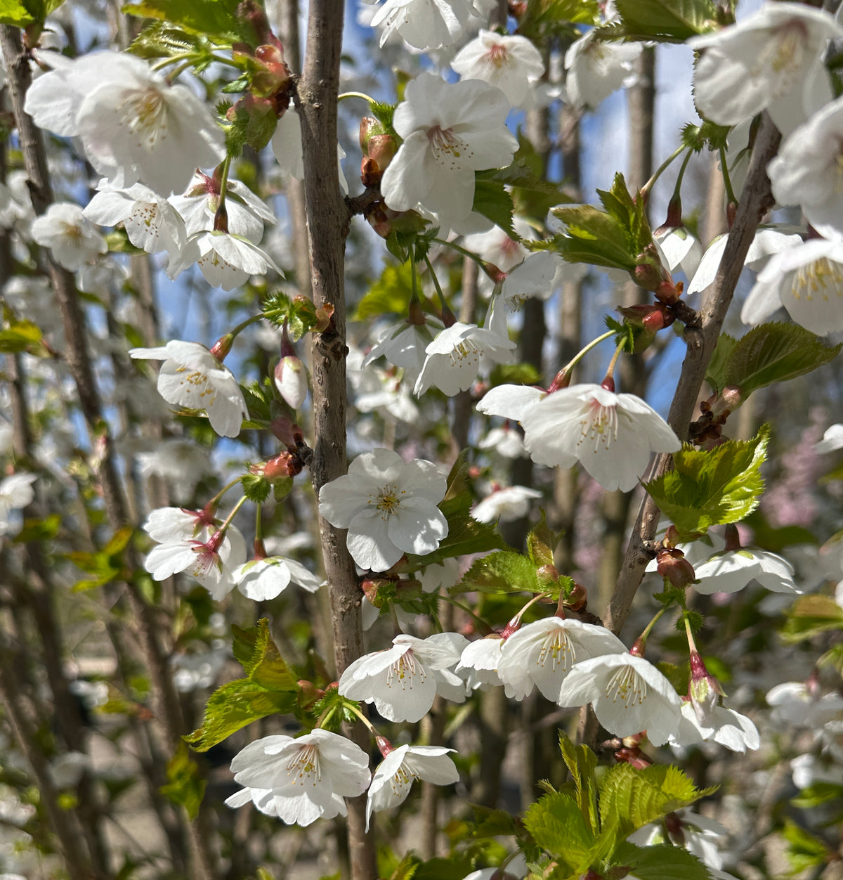 Store, snehvide og skålformede kirsebærblomster med fine lyserøde støvdragere i midten.