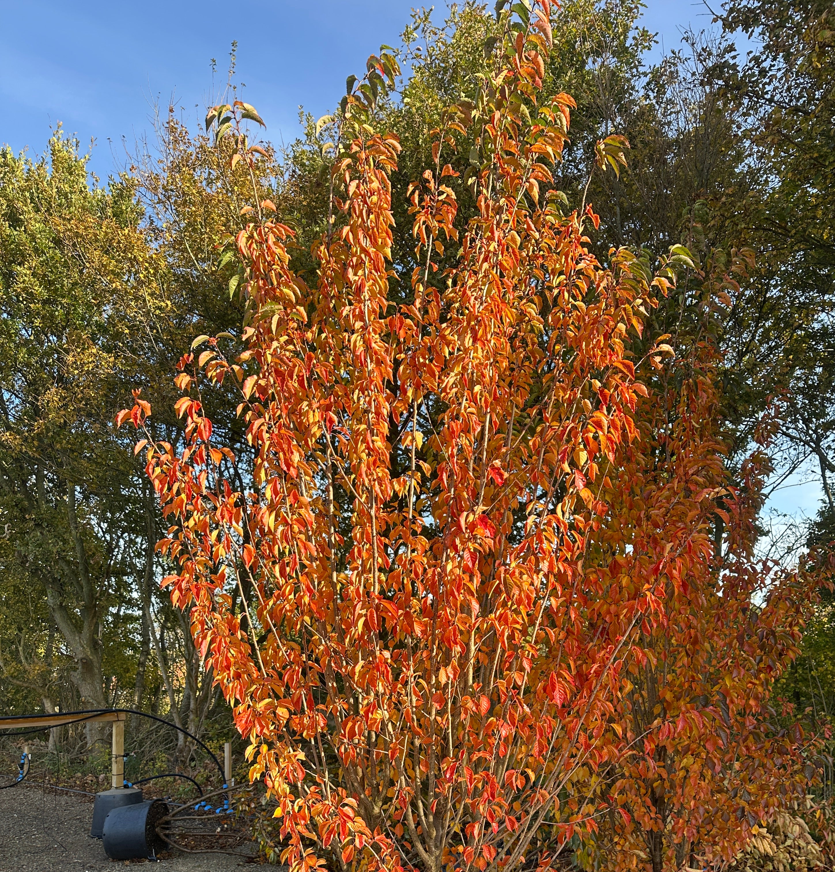 Prunus sachalinensis Umineko med de mange stammer og en opret krone i flammende orange og røde efterårsfarver.