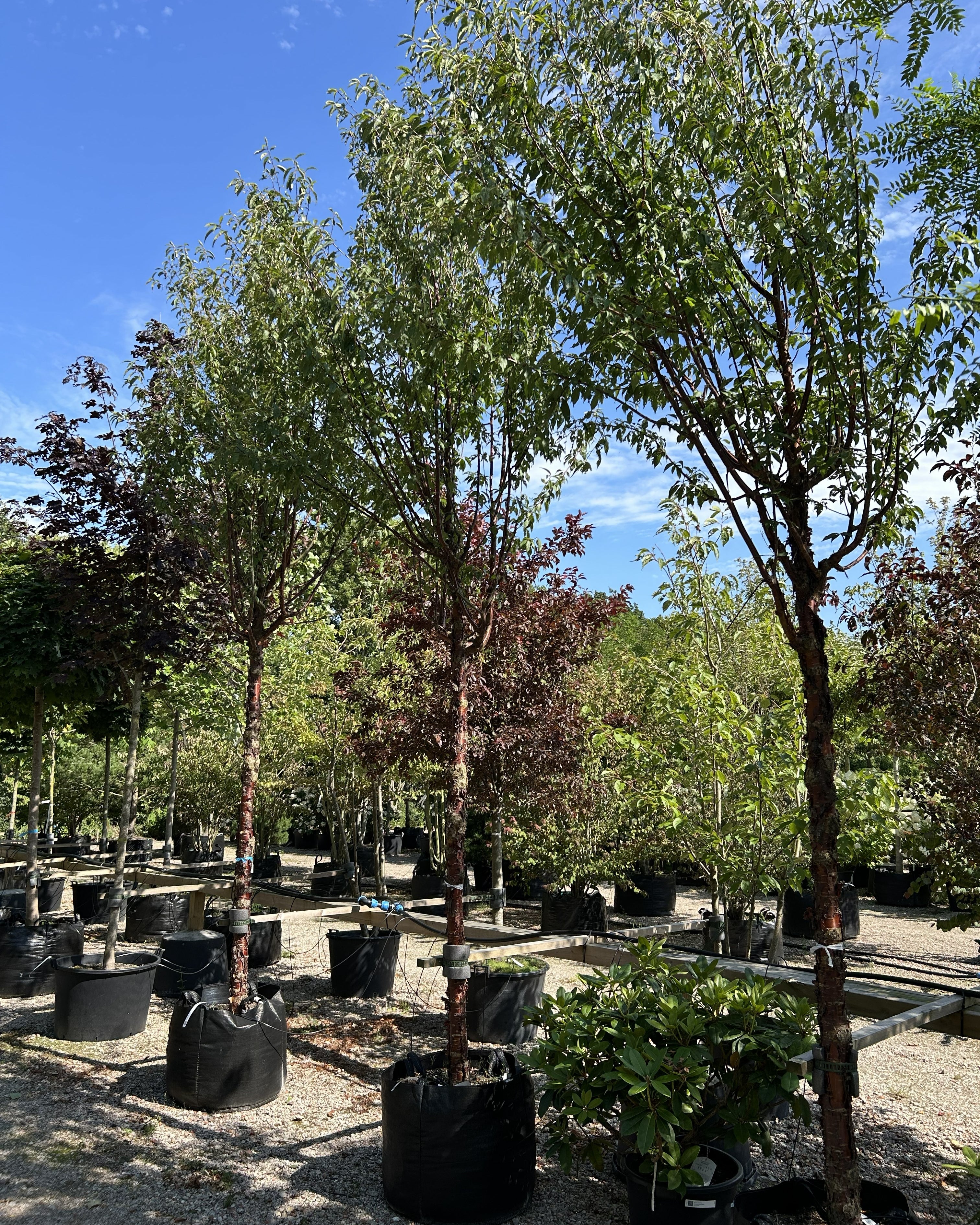 Opstammet tibetansk kirsebærtræ, Prunus serrula, med en rund, grøn krone og en markant, blank mahognifarvet stamme.