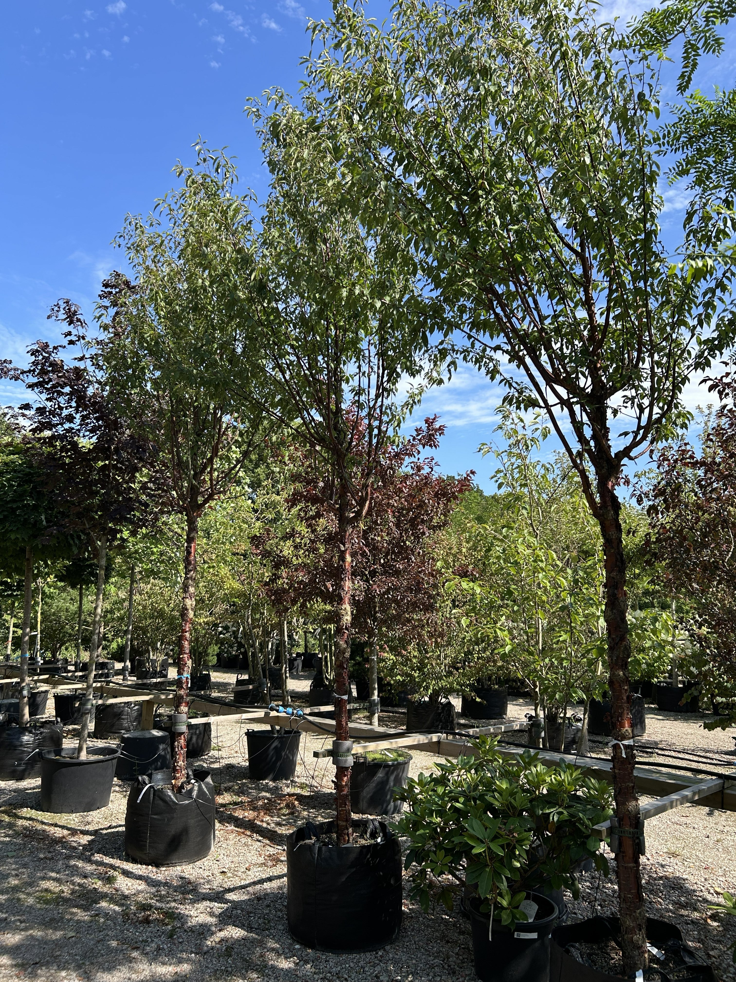 Opstammet tibetansk kirsebærtræ, Prunus serrula, med en rund, grøn krone og en markant, blank mahognifarvet stamme.
