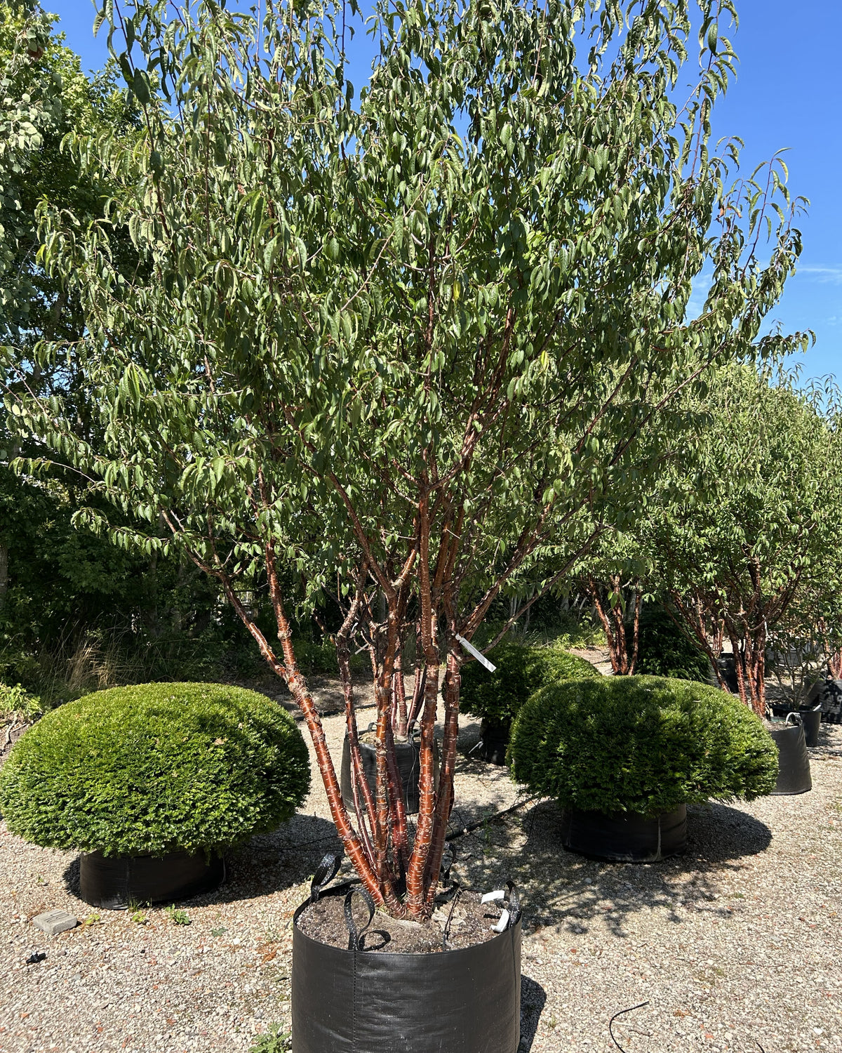 Multistammet tibetansk kirsebær, Prunus serrula, med flere synlige stammer og en åben krone med smalle, grønne blade.
