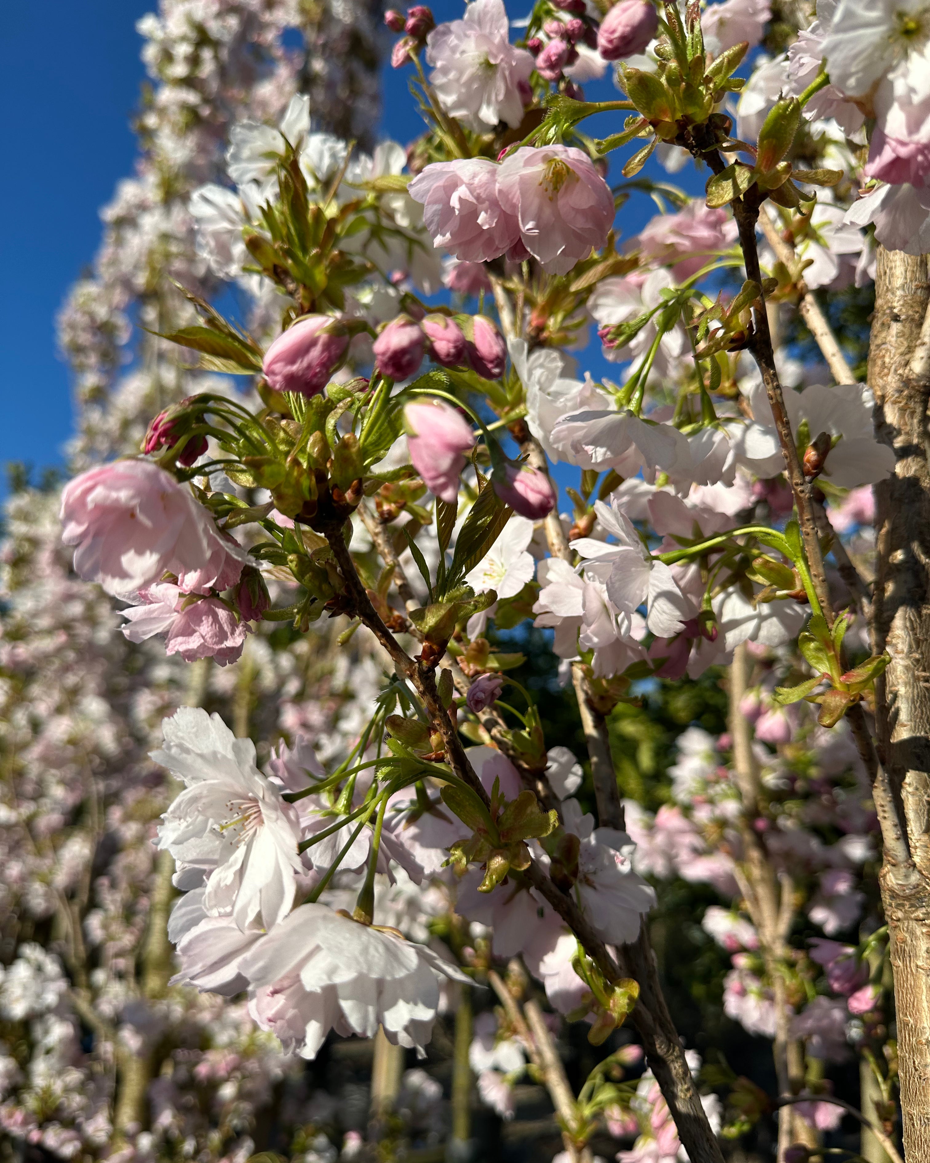 Store, halvfyldte og sarte lyserøde forårsblomster med gule støvdragere, der sidder i tætte, oprette klaser langs de lodrette grene på et Amanogawa søjlekirsebærtræ.