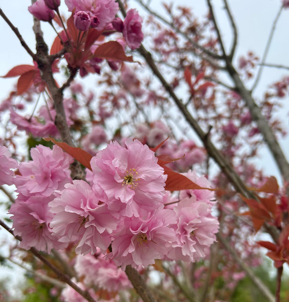 pompon-lignende lyserøde forårsblomster på et japansk kirsebærtræ.