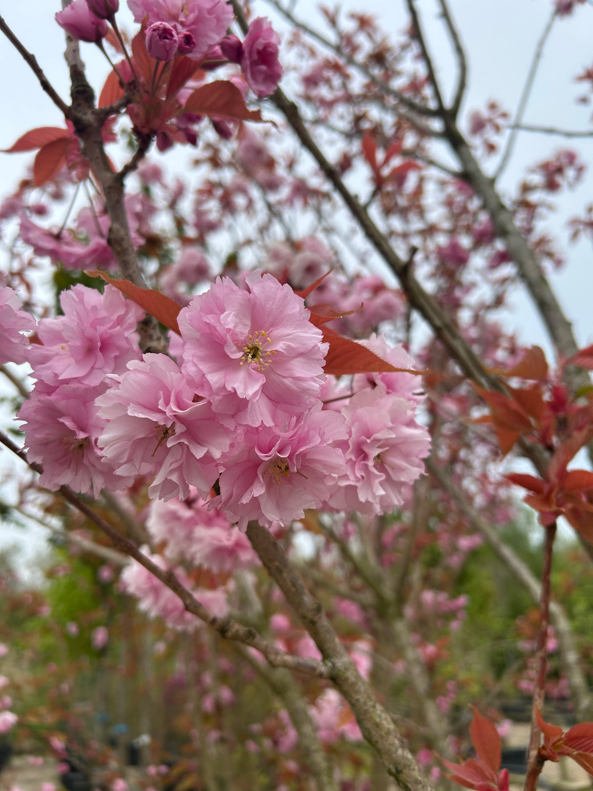 pompon-lignende lyserøde forårsblomster på et japansk kirsebærtræ.