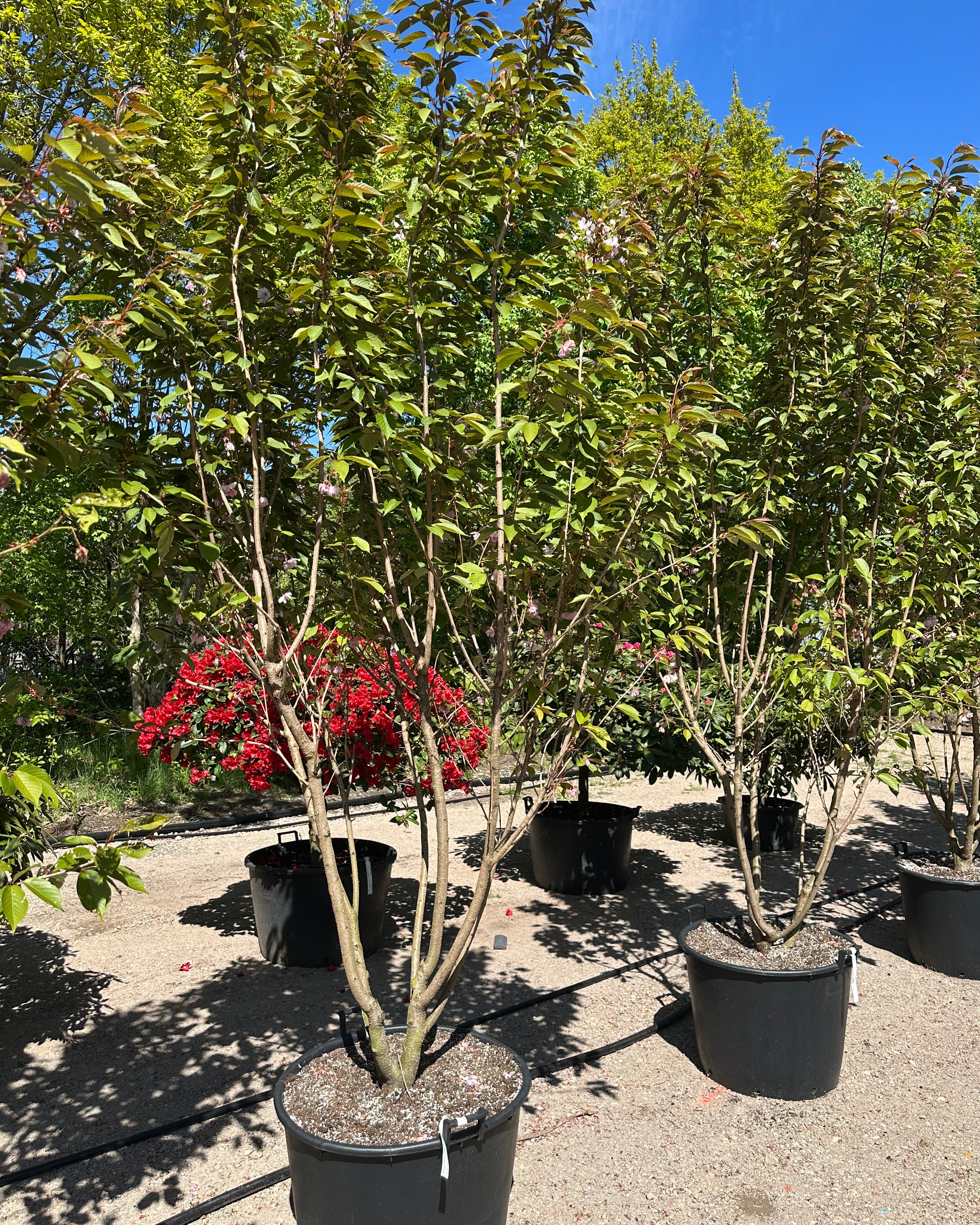 Prunus serrulata Kanzan japansk kirsebærtræ med en bred, vasformet.