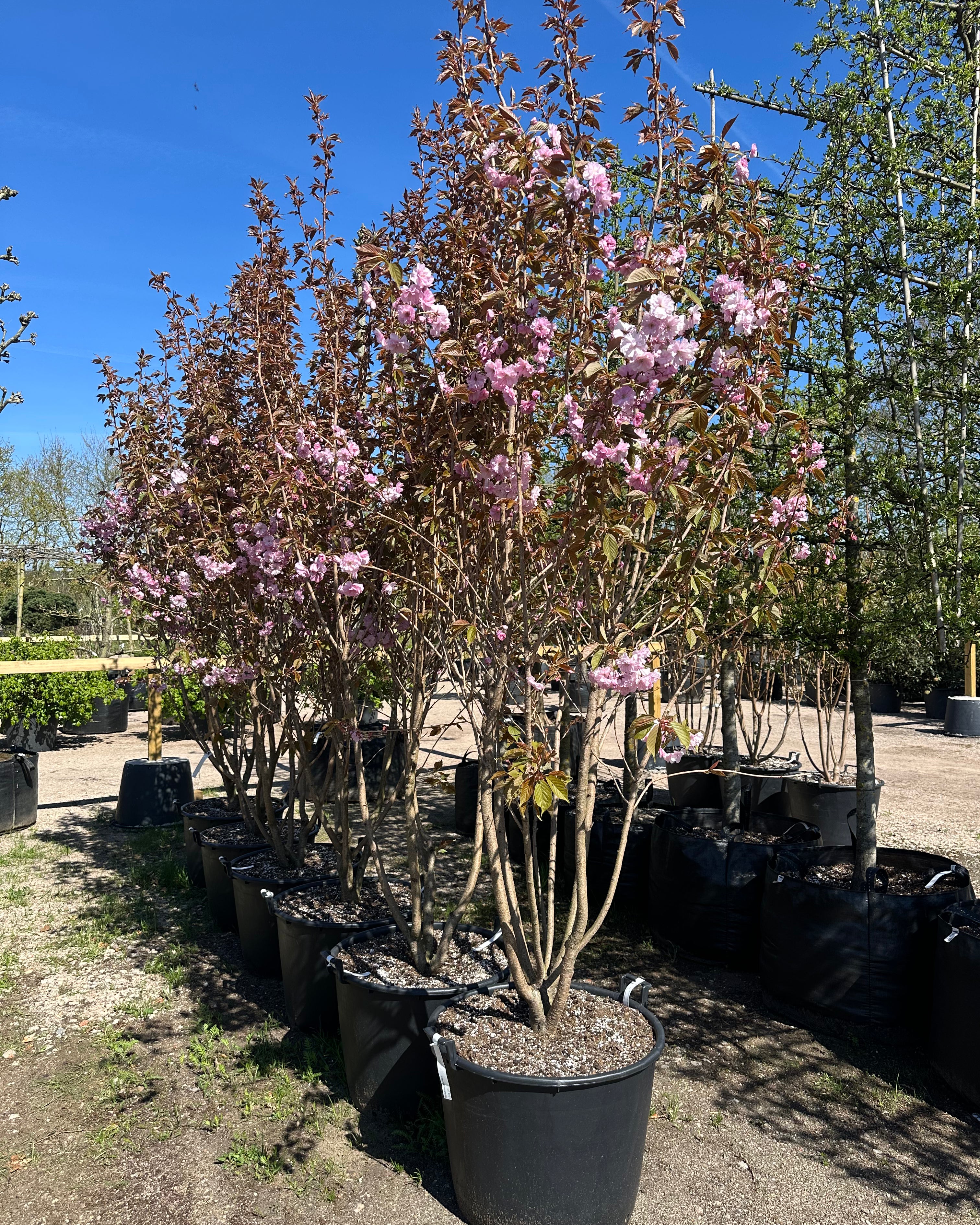 Prunus serrulata Kanzan japansk kirsebærtræ med en bred, vasformet.
