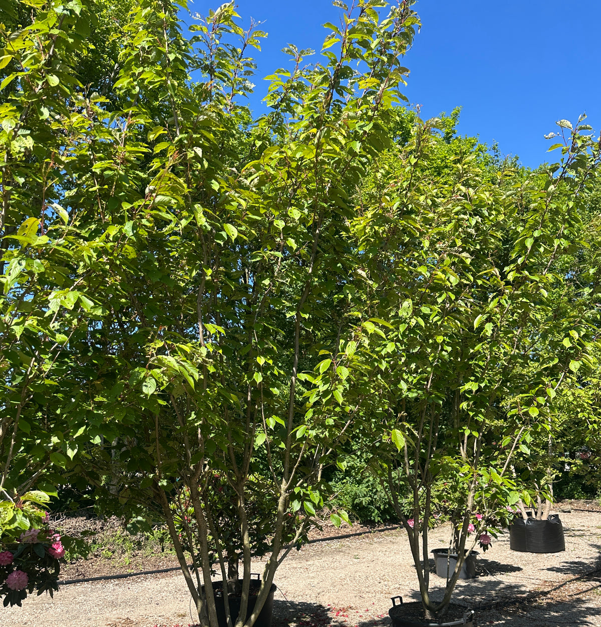 Multistammet Prunus serrulata Kanzan med et tæt, grønt sommerløv og en bred krone.