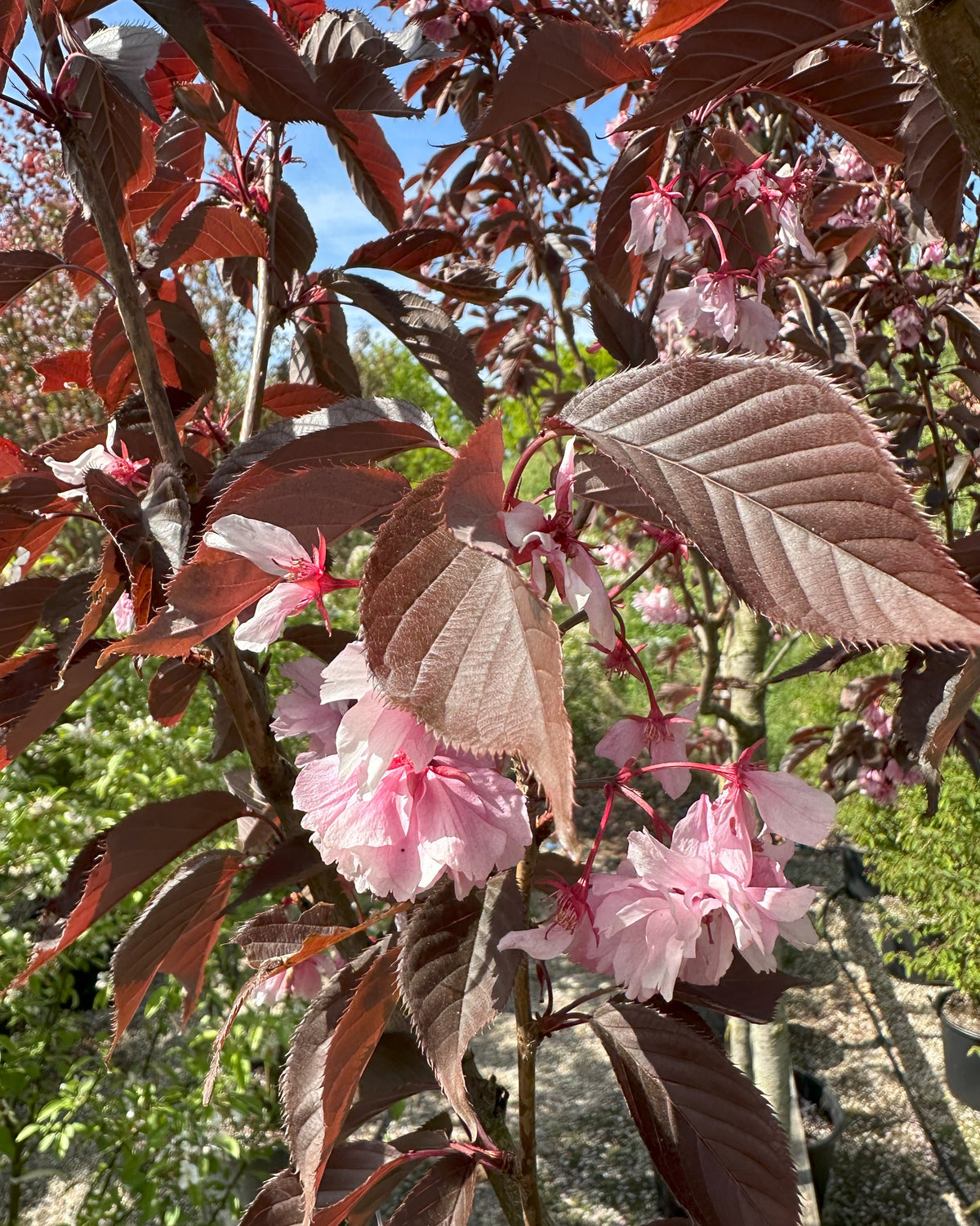 Nærbillede af de skinnende, dybpurpur og fint savtakkede blade på et opstammet Prunus serrulata 'Royal Burgundy' kirsebærtræ.