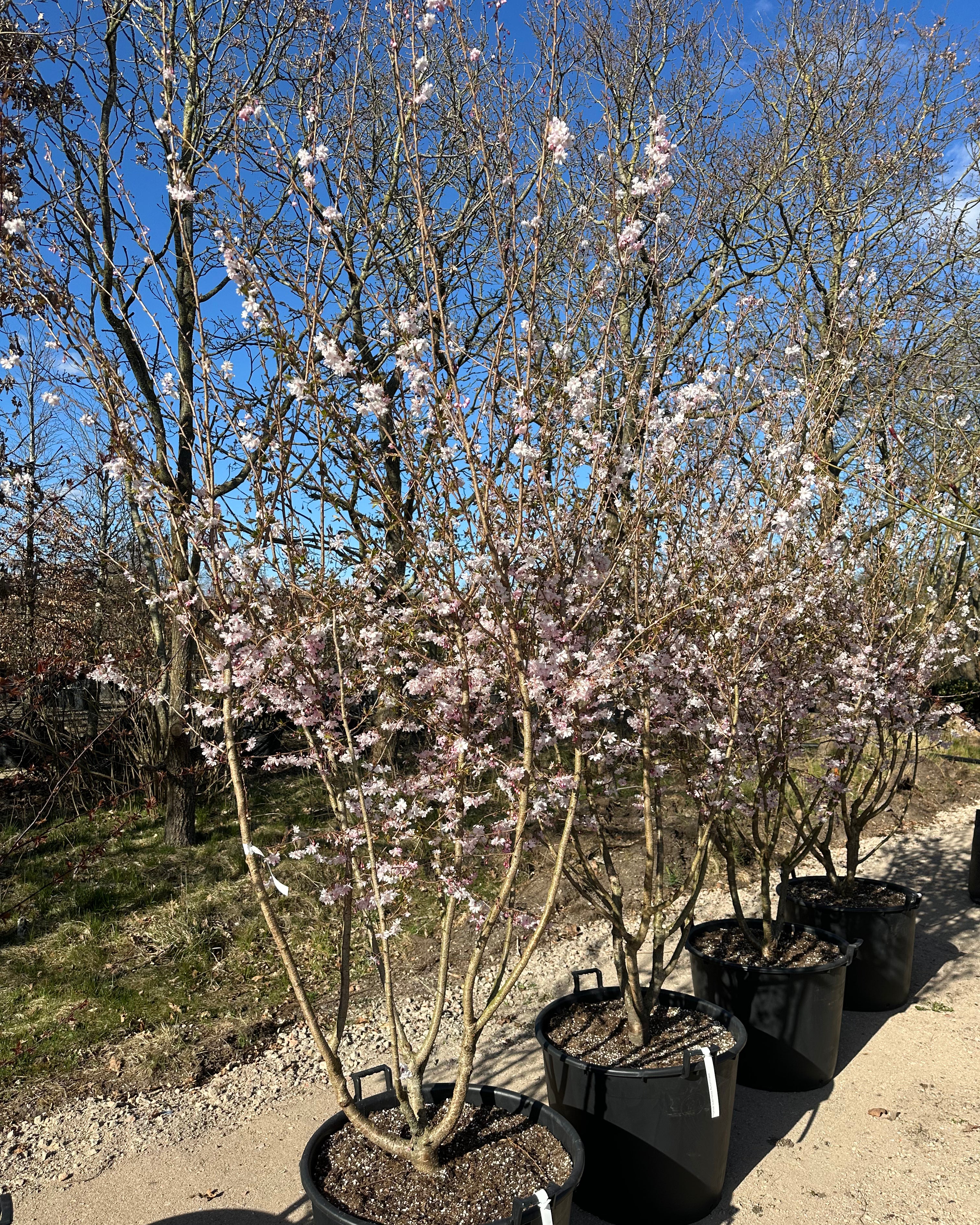 Multistammet Prunus x subhirtella 'Autumnalis Rosea' oktoberkirsebærtræ med flere stammer fra bunden.