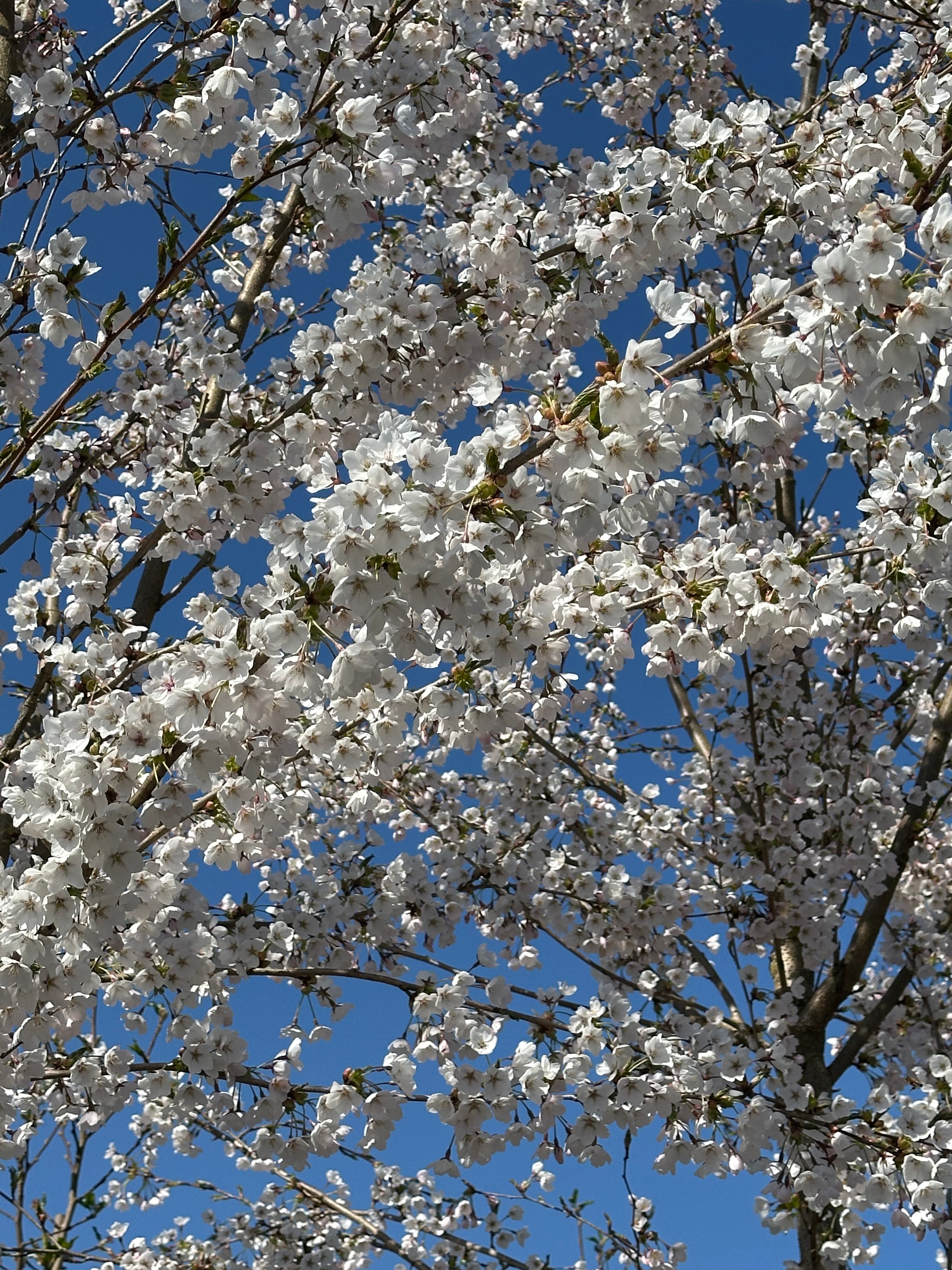 Sarte, snehvide til svagt lyserøde blomsterklaser med fine, spinkle støvdragere, der springer ud direkte på de mørke, rå grene af et Prunus yedoensis prydkirsebærtræ.