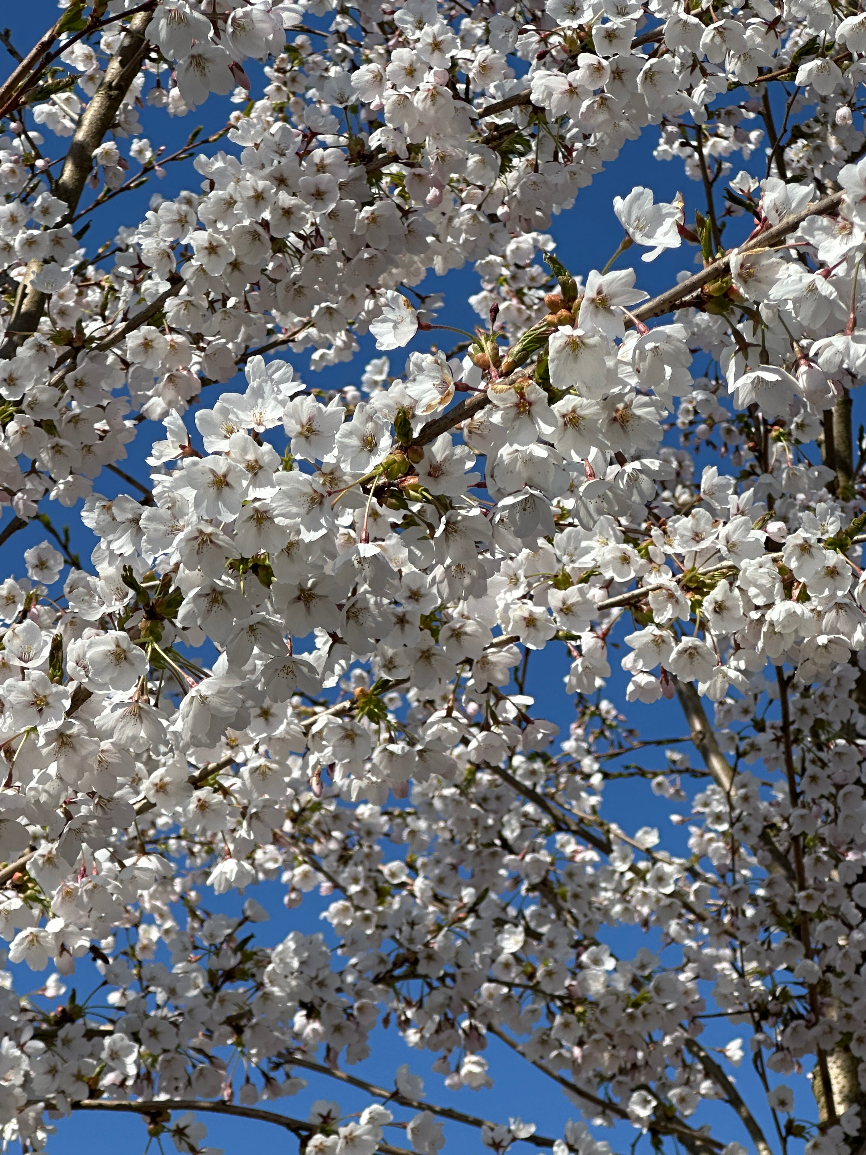 Sarte og hvide blomsterklaser med fine, mørke støvdragere, der springer ud på grenene af et Prunus yedoensis prydkirsebærtræ.