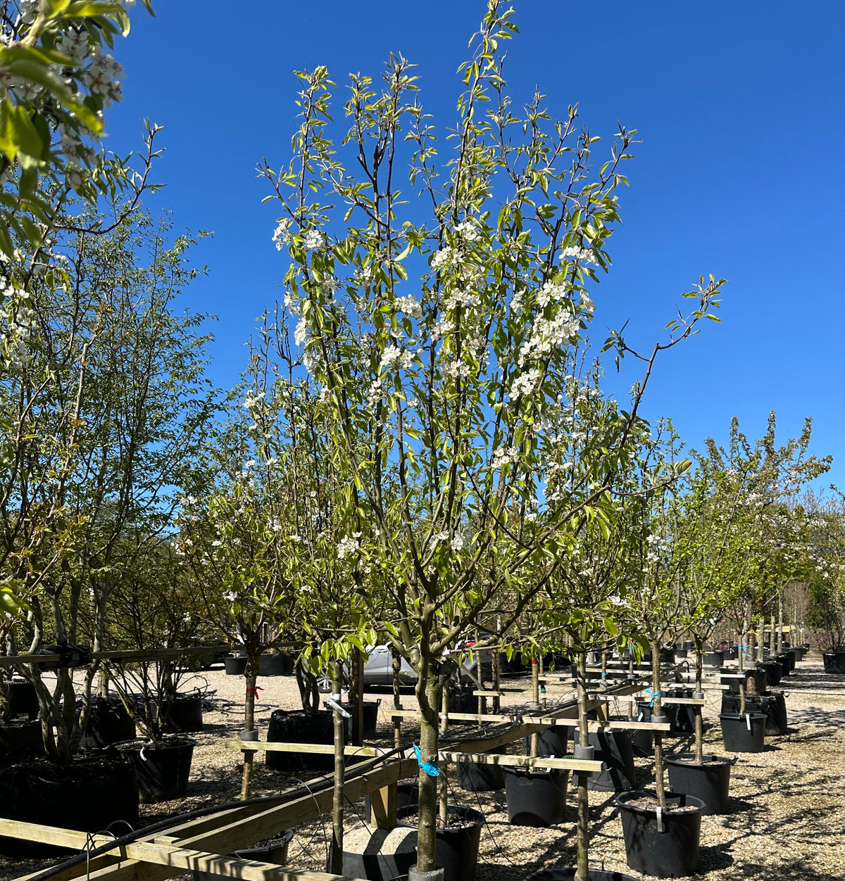 Halvstammet pæretræ, Pyrus communis Bonne Louise, med en opret og harmonisk krone med blomst.