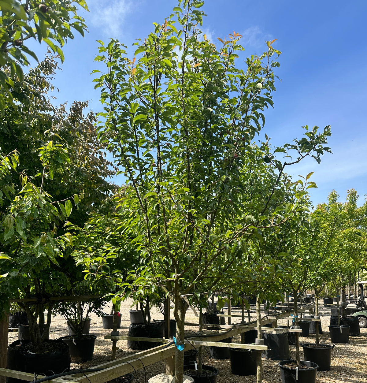 Halvstammet pæretræ, Pyrus communis Bonne Louise, med en opret og harmonisk krone.