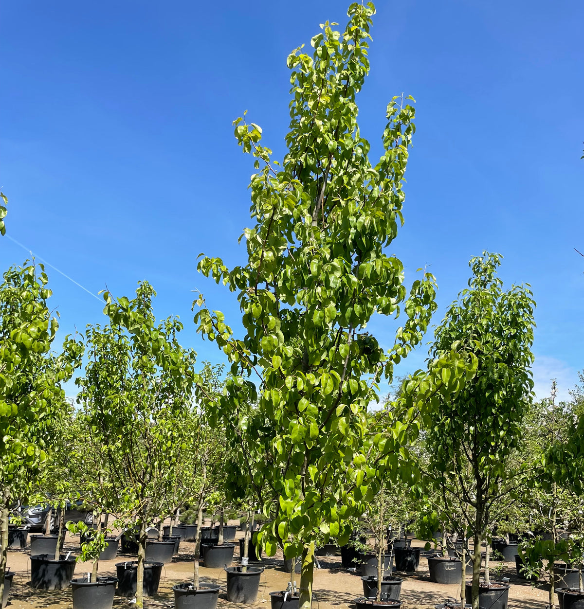 Halvstammet pæretræ, Pyrus communis Conference, med en slank og opret krone.