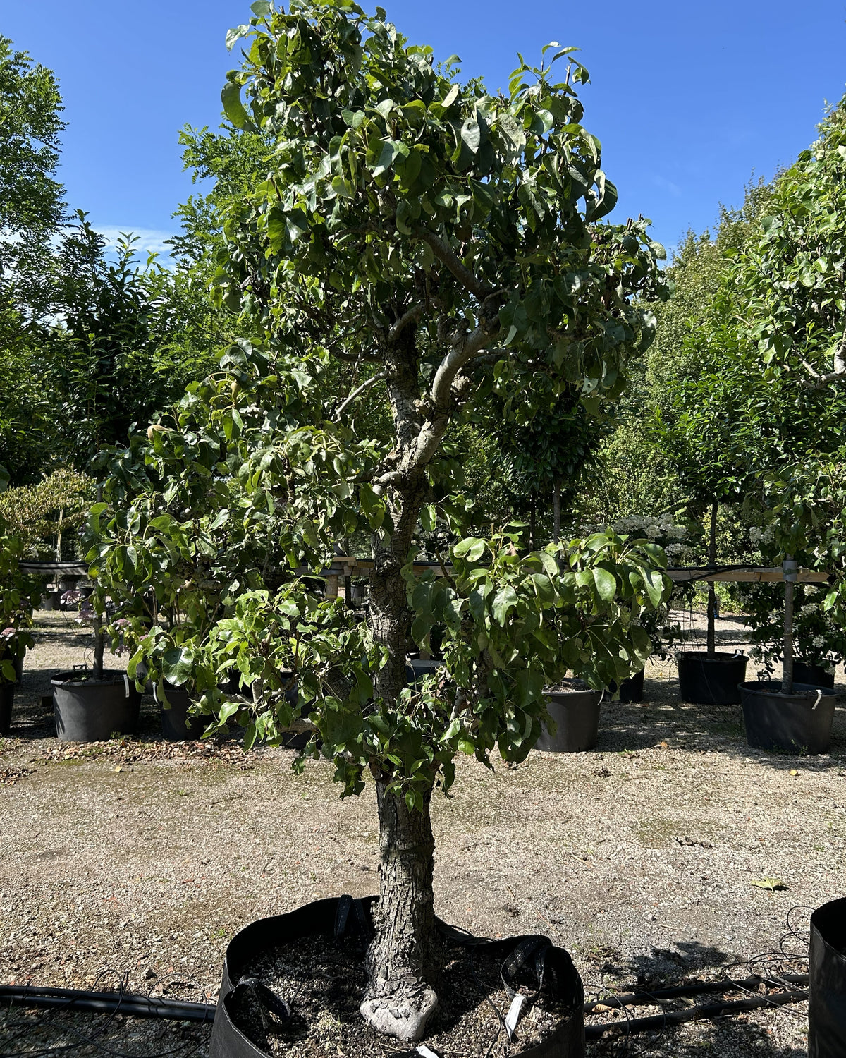 Skulpturelt Conference pæretræ med en bred, åben krone og kraftige, krogede grene dækket af et tæt lag blanke, mørkegrønne sommerblade.