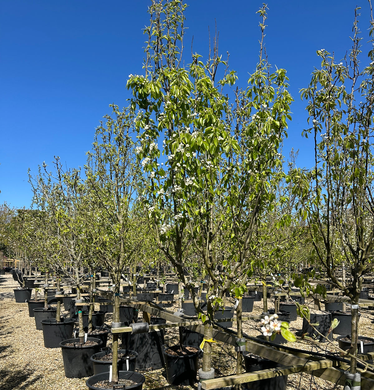 Halvstammet pæretræ, Pyrus communis Doyenne du Comice, med en bred og opret krone.