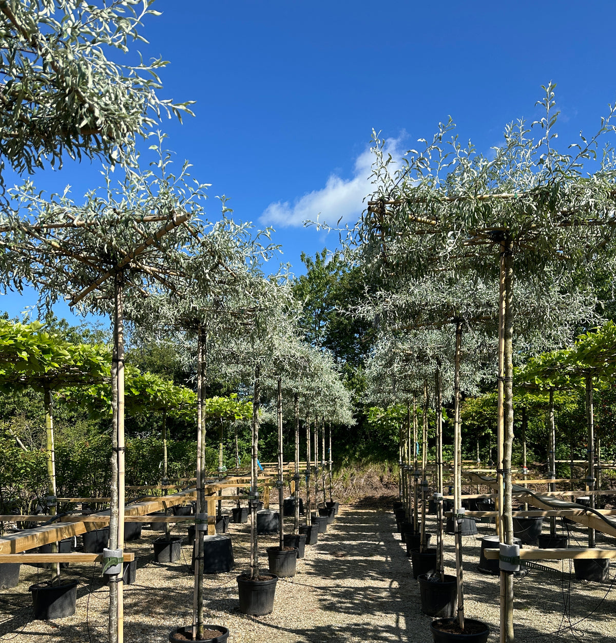 Tagklippet pilebladet pære, Pyrus salicifolia 'Pendula', med en flad, vandret krone af smalle, sølvgrå blade.