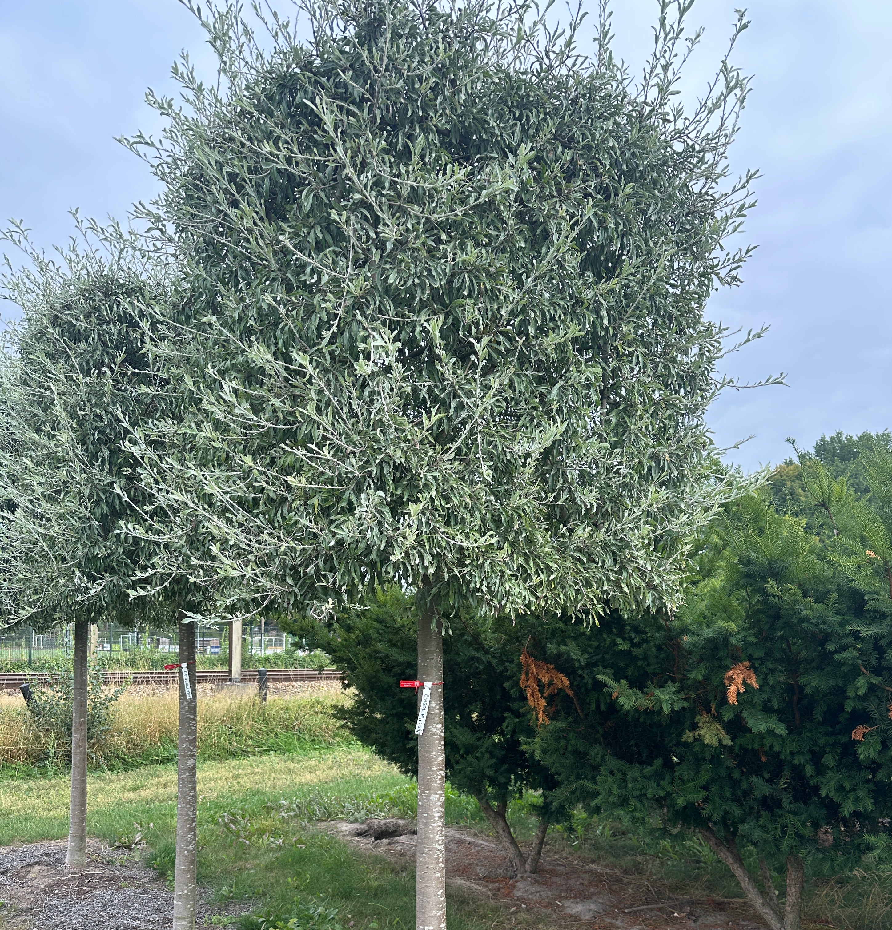 Pilebladet pæretræ Pyrus salicifolia Pendula med en kasseformet krone af tætsiddende, sølvgrå blade på en bar, ret stamme.