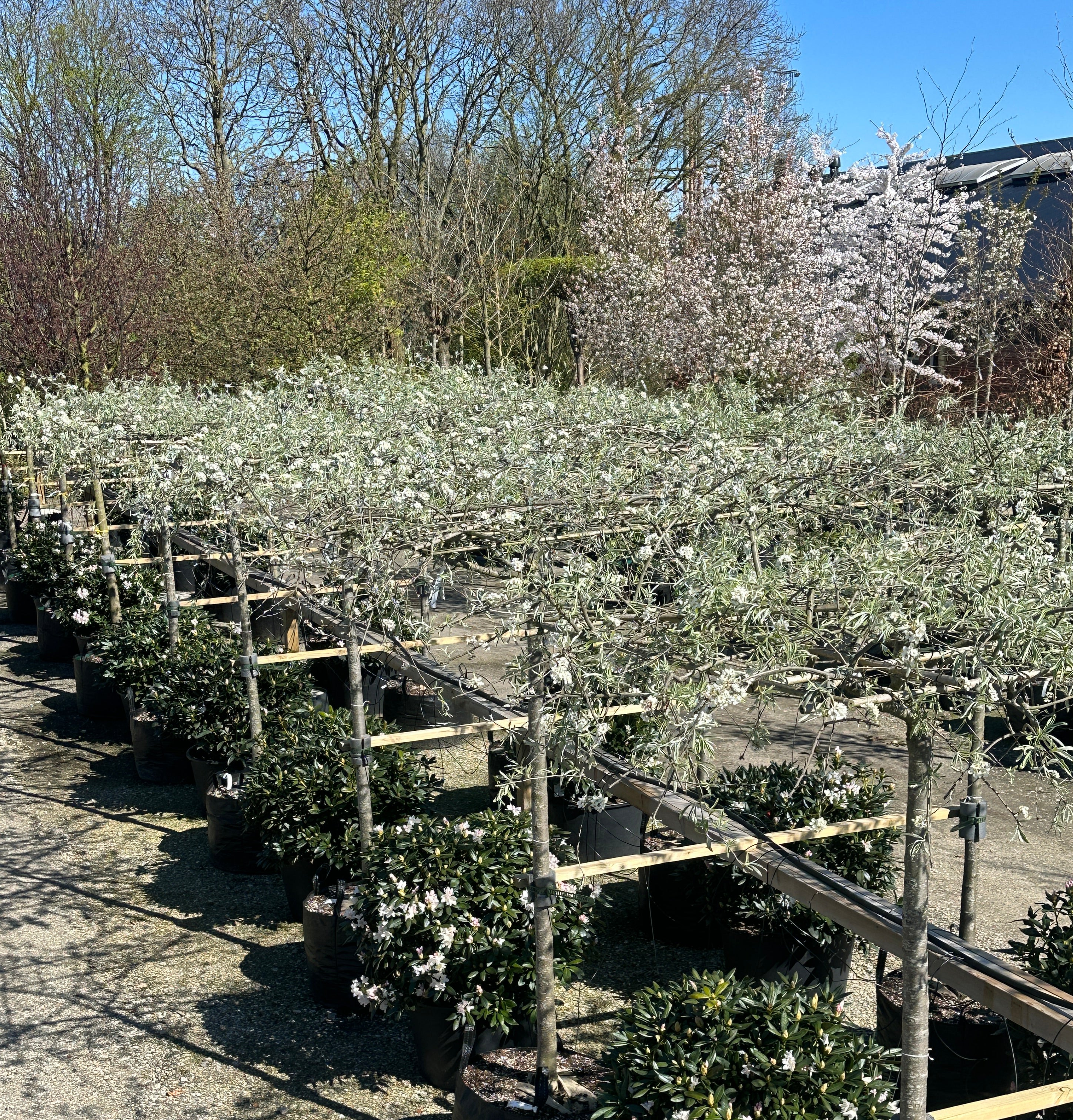 Tagklippet Pyrus salicifolia 'Pendula'som en levende, sølvgrå parasoler.