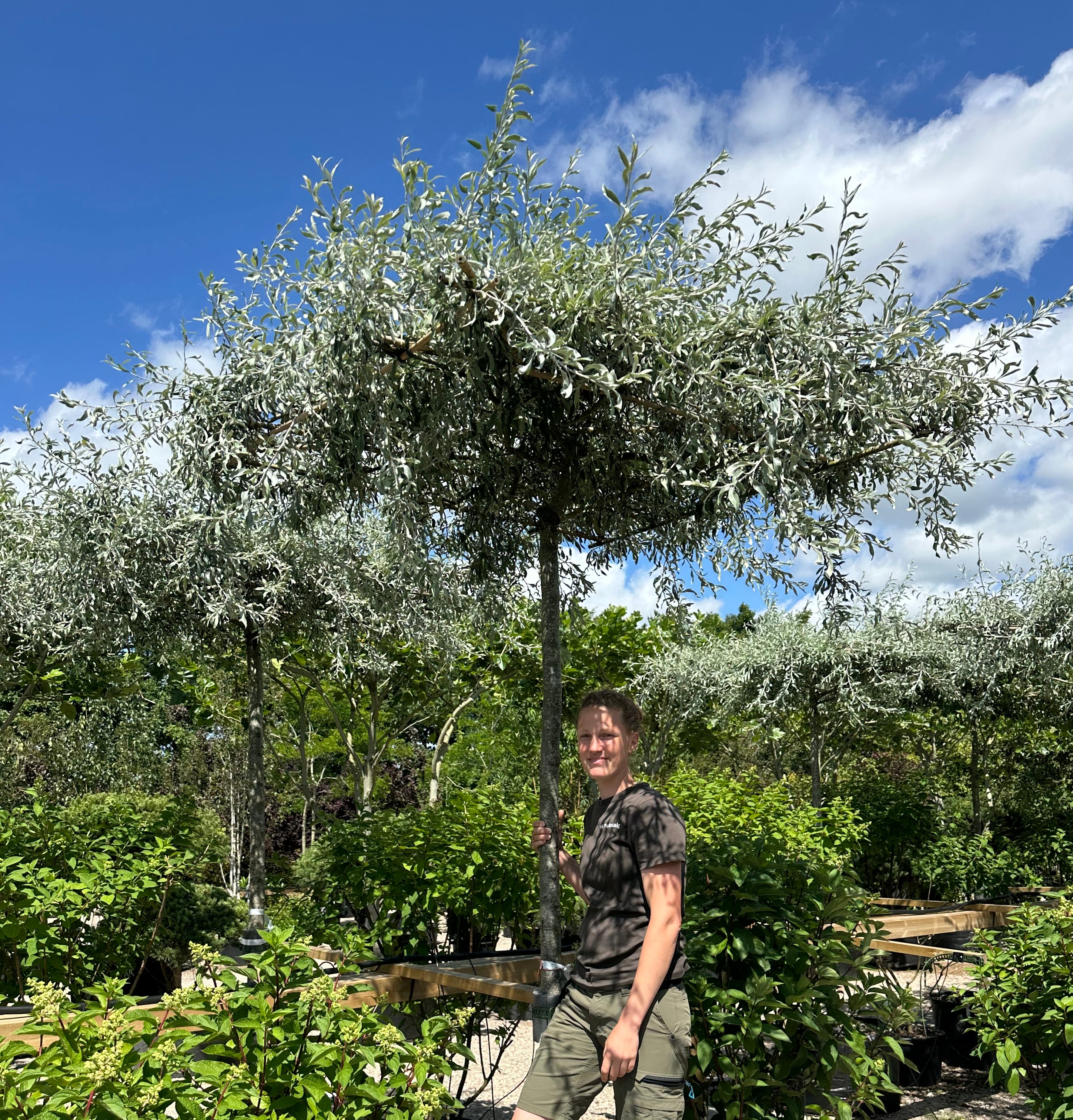 Tagklippet Pyrus salicifolia 'Pendula' som en levende, sølvgrå parasol.
