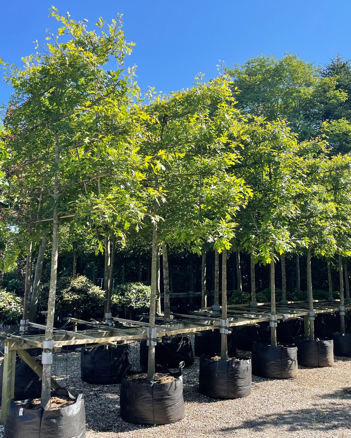 Formklippet svævende hække af Quercus palustris - sumpeg i fuld sommerbeklædning, hvor de tætte, firkantede kroner af grønne blade svæver på de bare stammer.