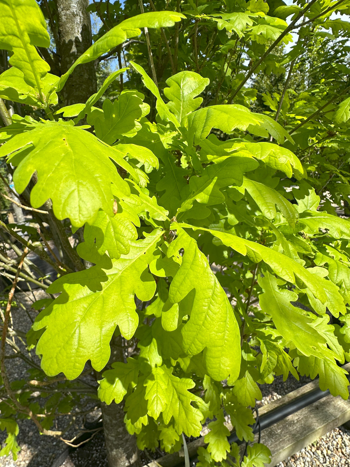 Tæt på et enkelt, læderagtigt egetræsblad med de klassiske, afrundede lapper og tydelige bladnerver, der sidder på en gren af en Fastigiata Koster søjleeg.