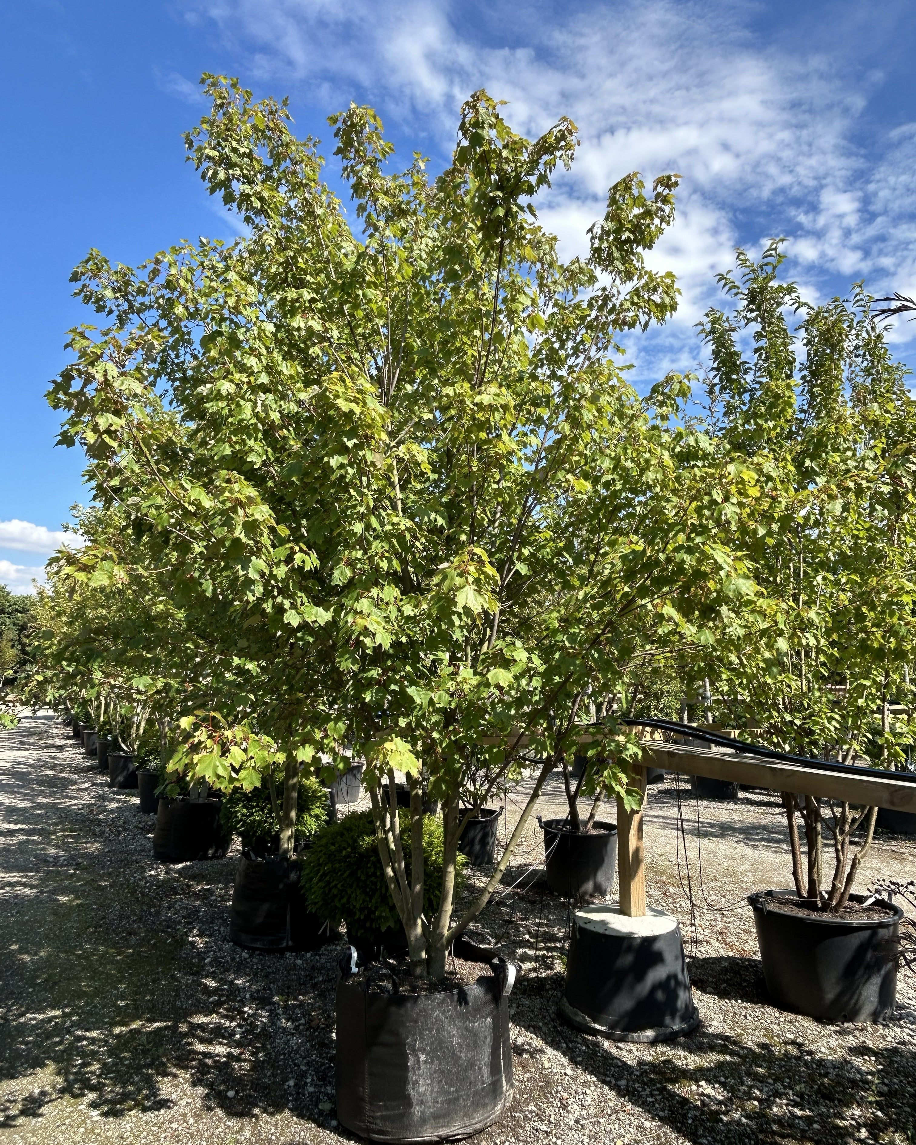 En flerstammet rød løn - Acer rubrum i sommersæsonen med en tæt, kuplet krone af friske grønne blade.