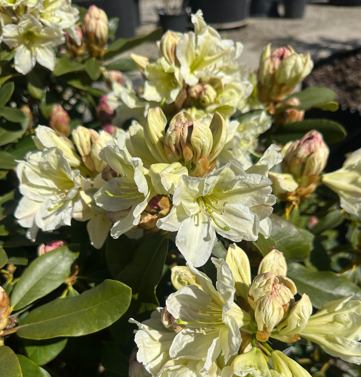 Tæt Rhododendron INKARHO 'Gul Dufthecke' busk med lysegrønne blade og klaser af lysegule, duftende blomster.