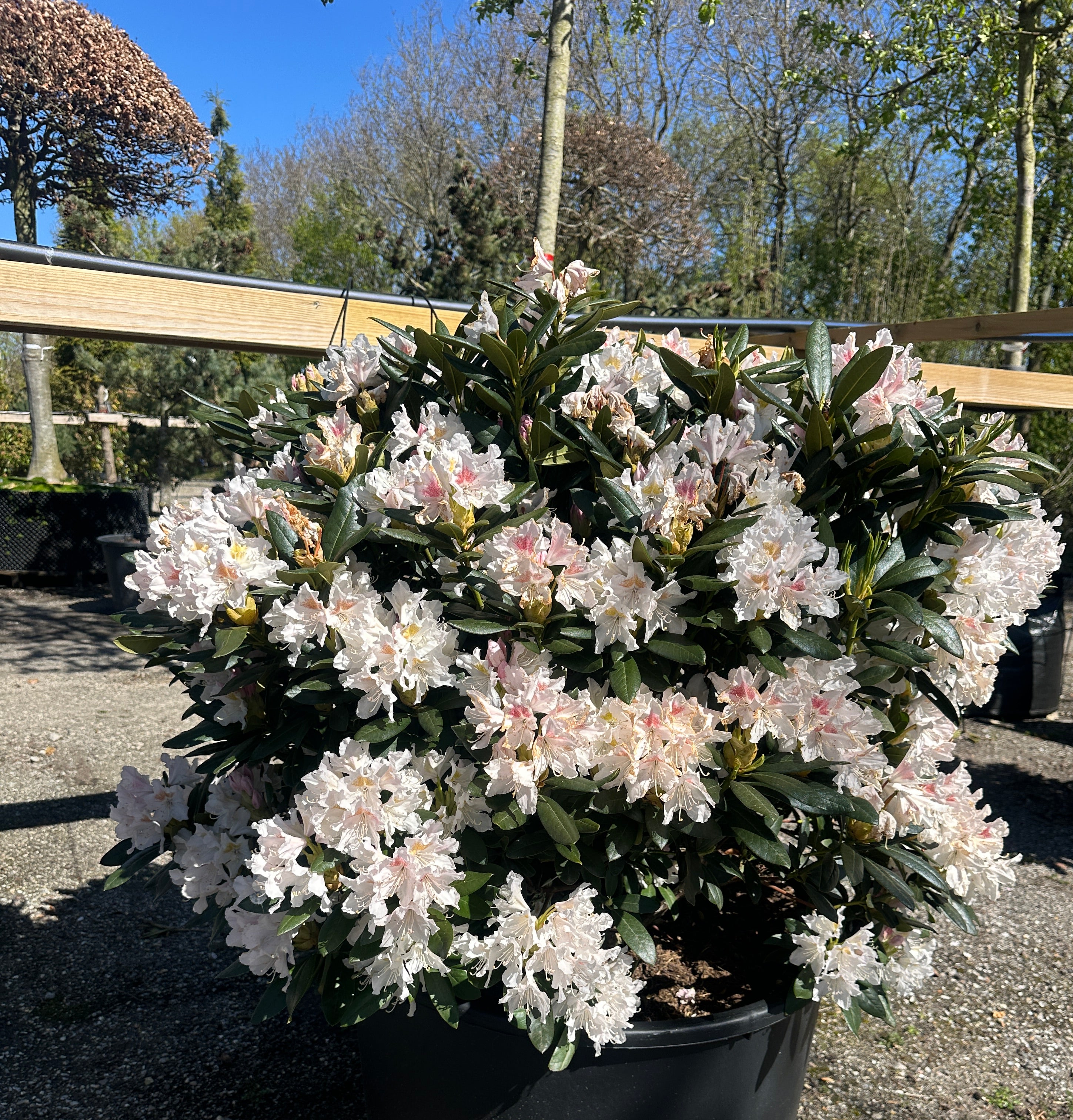 Frodig og stor hvid rhododendron busk med en tæt og rundet vækstform i rig forårsblomstring