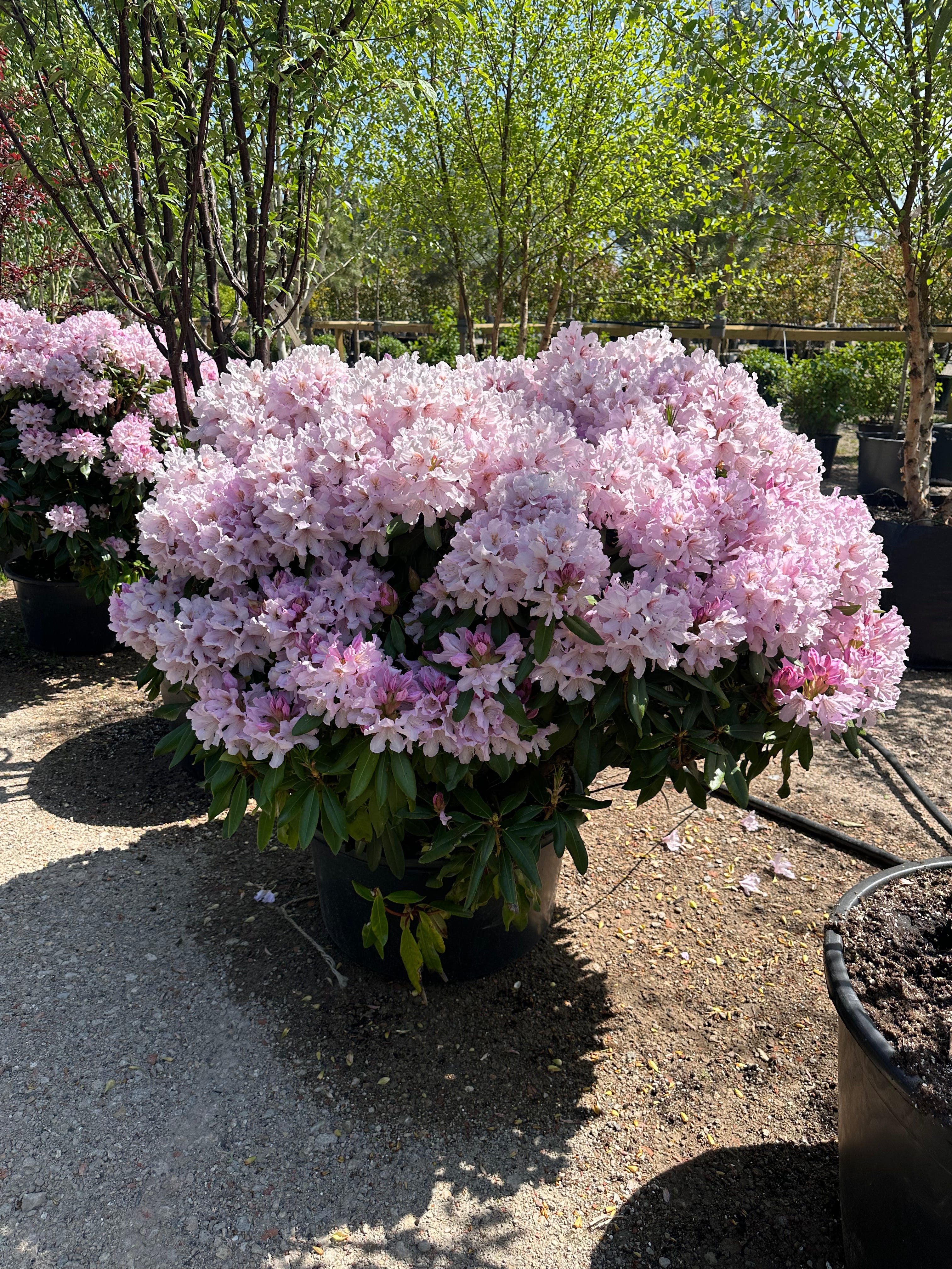 Rigt blomstrende rhododendron Duftheck med lyserød blomsterfarve.